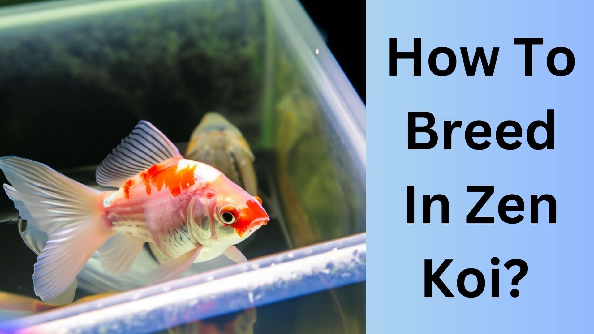 How To Breed In Zen Koi? Koi Seller