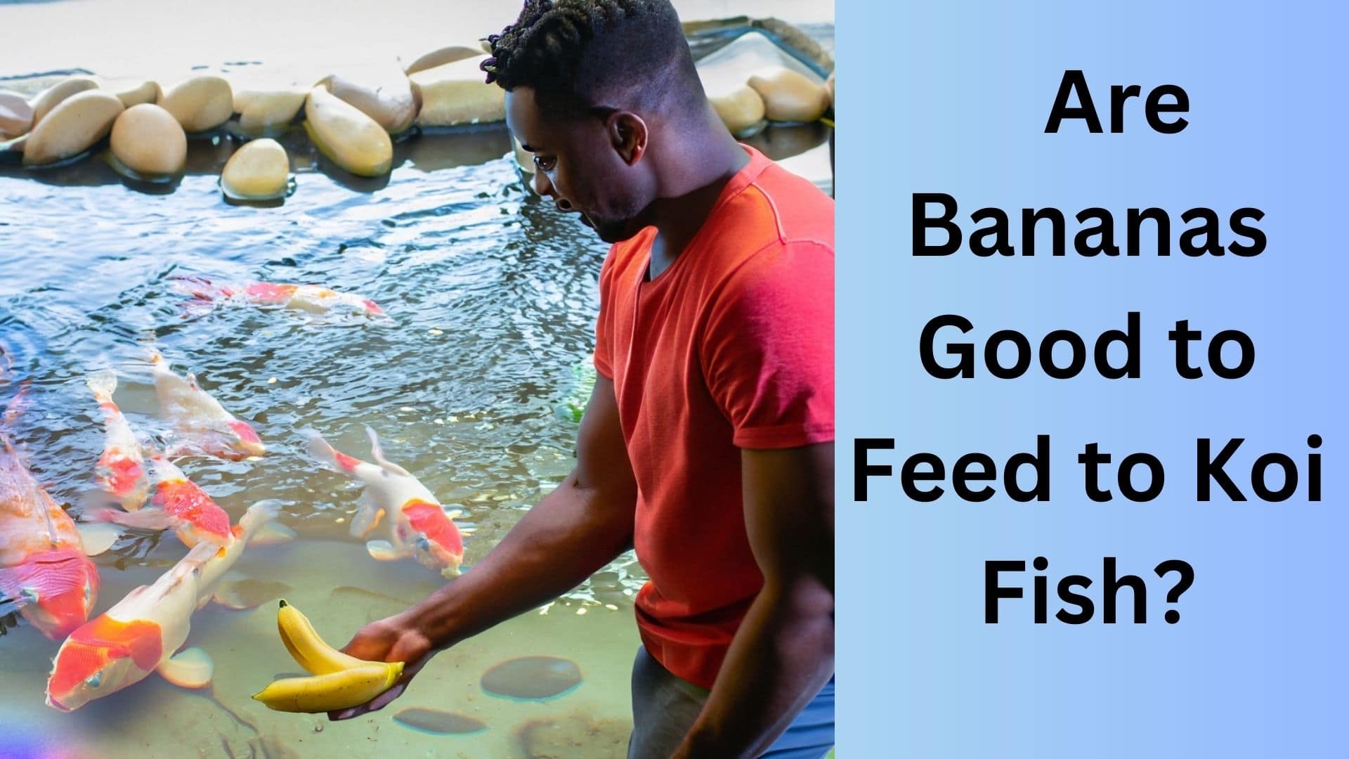 Are Bananas Safe for Koi Fish to Eat? Koi Seller