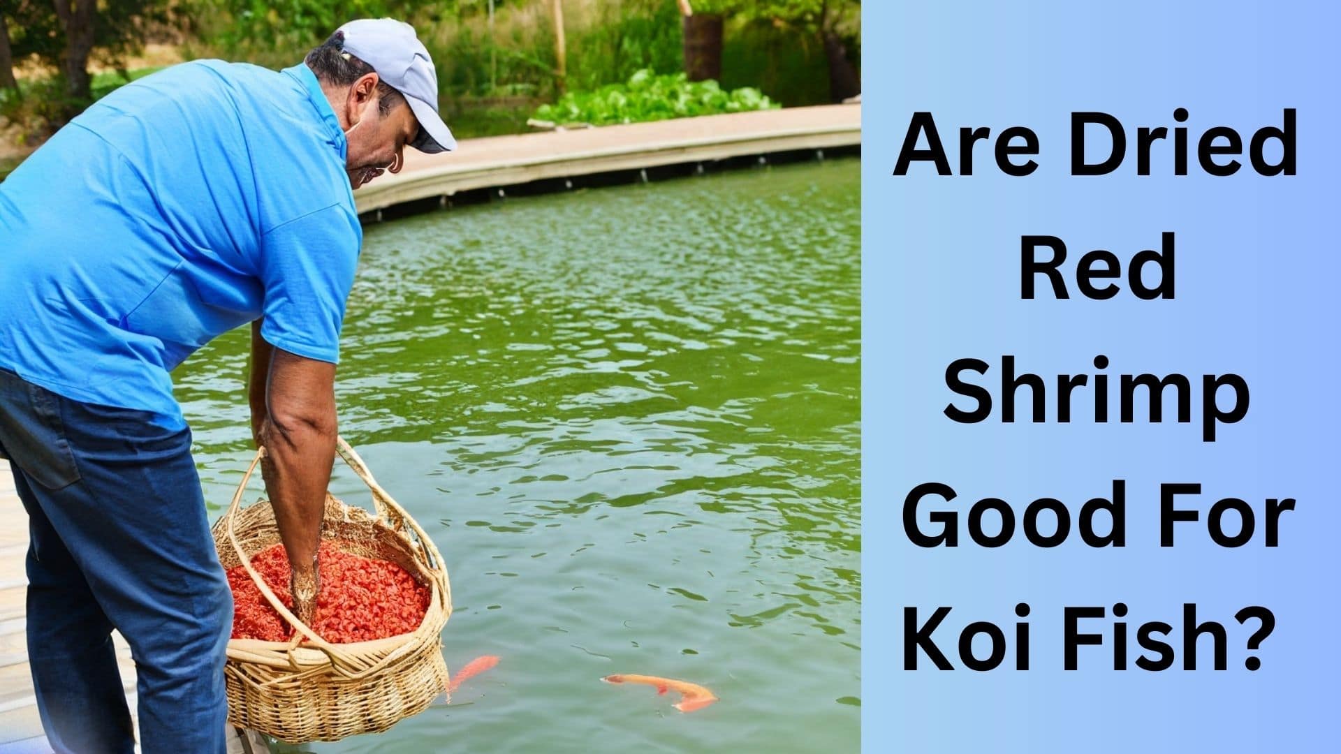 Are Dried Red Shrimp Beneficial for Koi Fish? Koi Seller