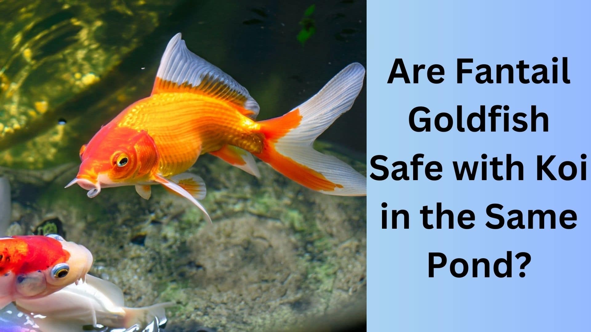 Are Fantail Goldfish Safe with Koi in the Same Pond? Koi Seller
