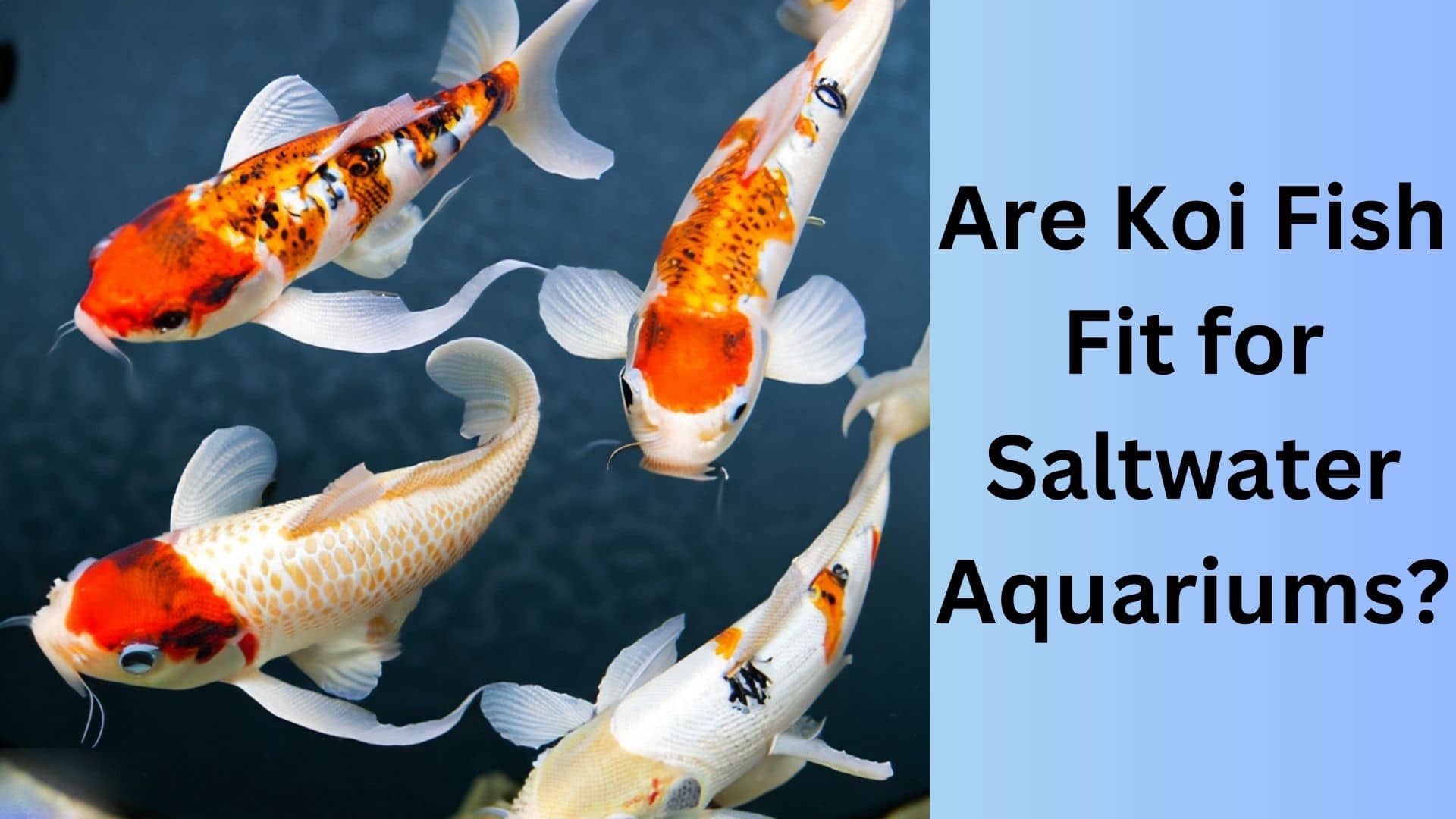 Are Koi Fish Fit for Saltwater Aquariums? | Koi Seller