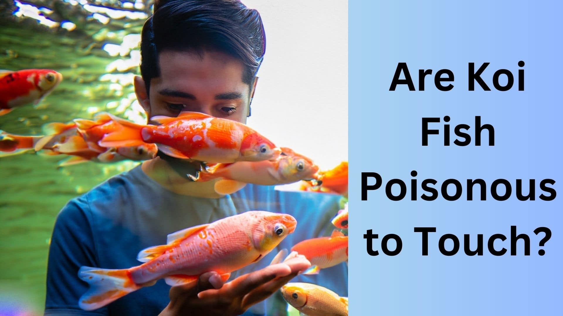 Are Koi Fish Poisonous to Touch? Find Out the Truth. Koi Seller
