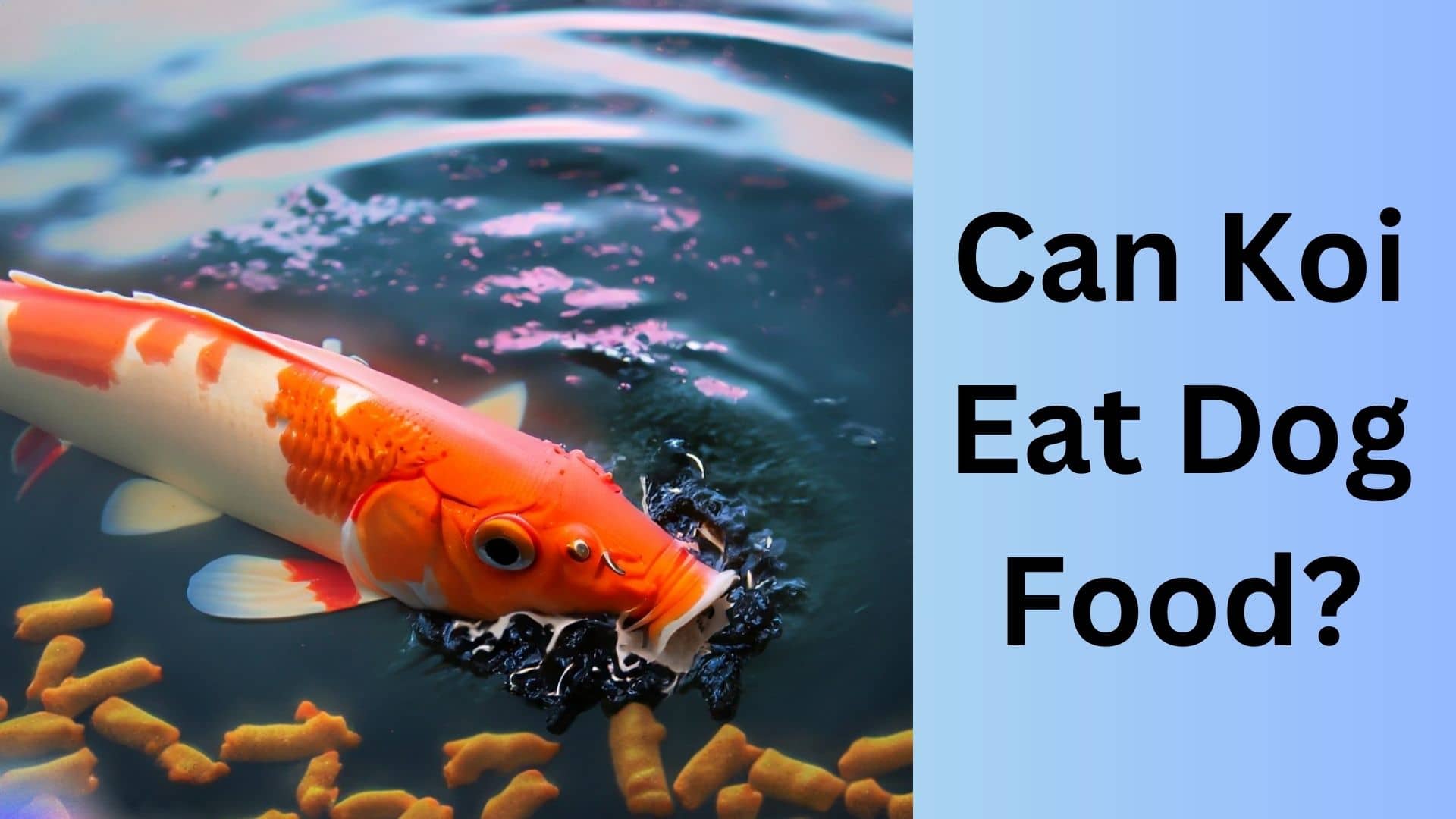 Can Koi Eat Dog Food Surprising Truth Revealed Koi Seller Can Koi Eat Dog Food Surprising Truth Revealed Koi Seller