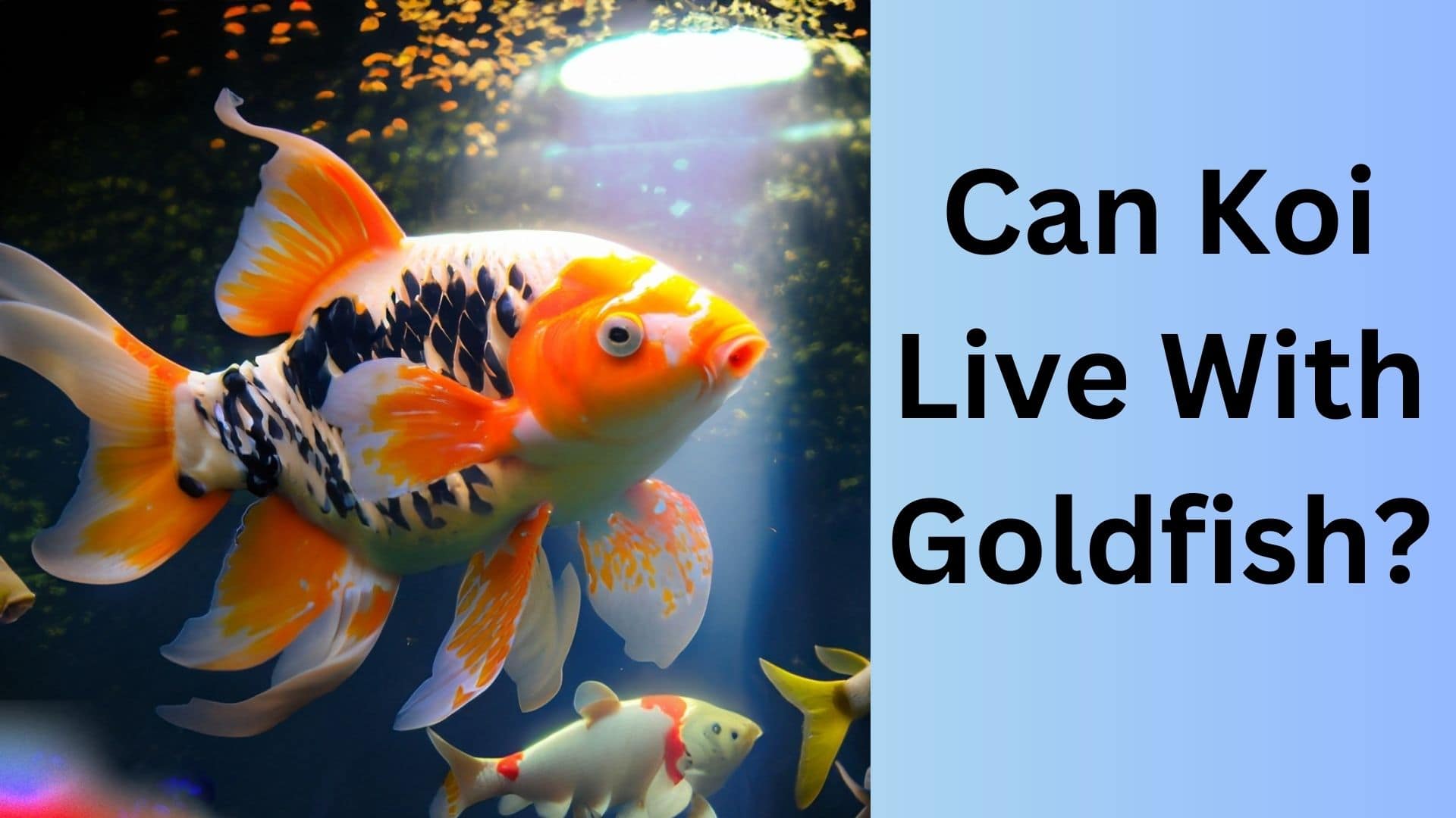 Can Koi Live With Goldfish? Find Out Now. Koi Seller