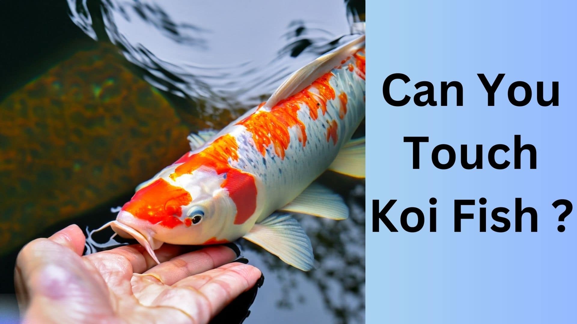 Can You Touch Koi Fish? Tips and Etiquette for Safe Interaction. Koi