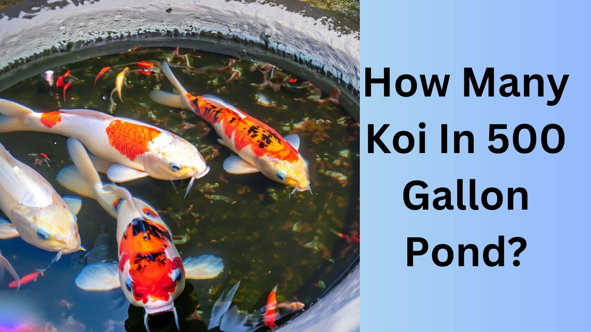 How Many Koi Can Thrive in a 500Gallon Pond? Koi Seller