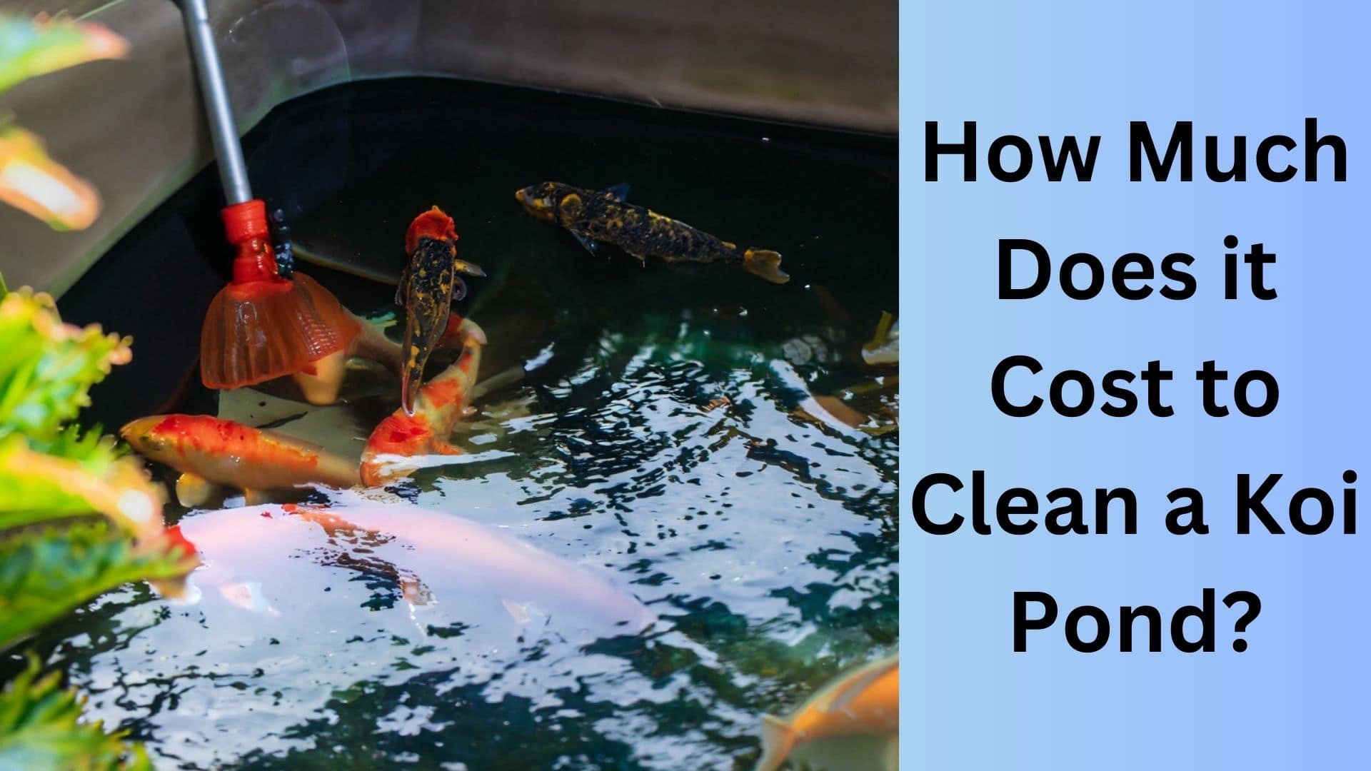How Much Does it Cost to Clean a Koi Pond? Ultimate Guide. Koi Seller