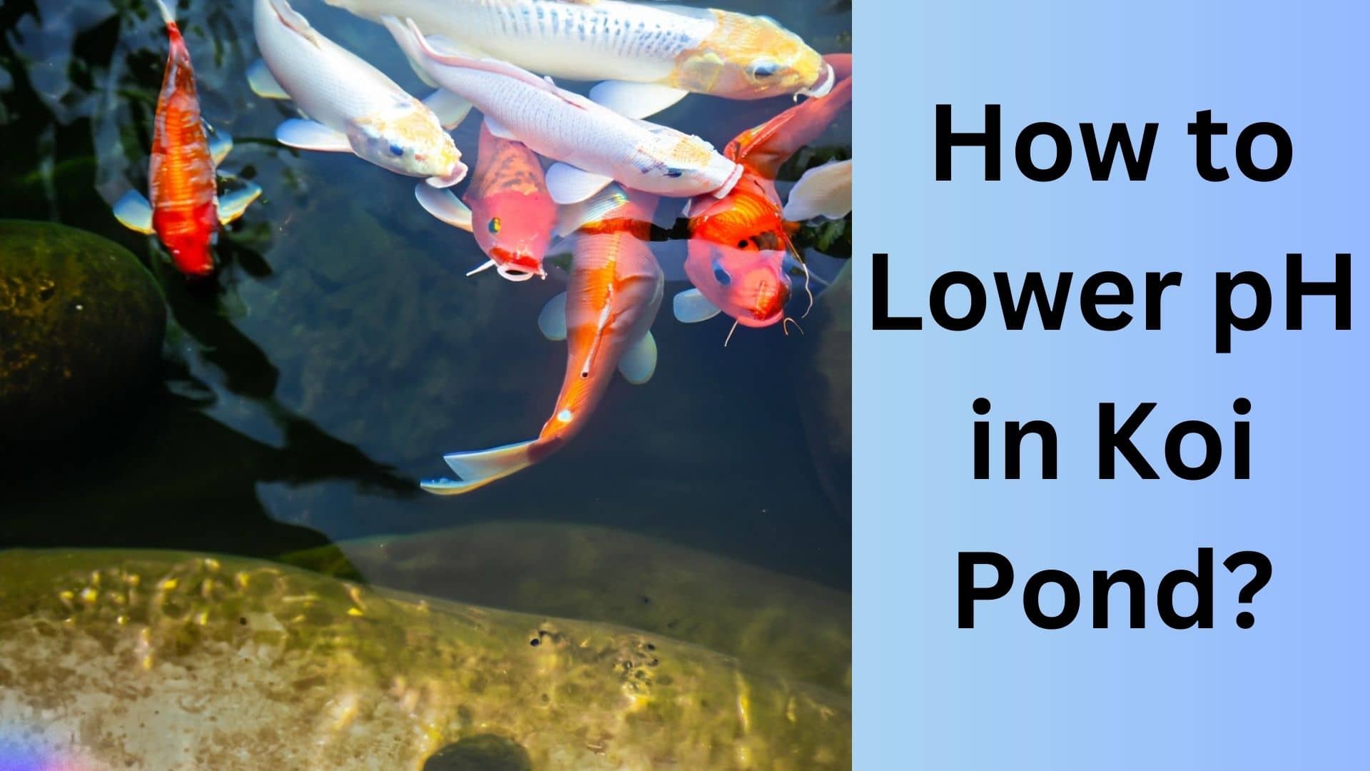 how-to-lower-ph-in-koi-pond-the-ultimate-guide-koi-seller