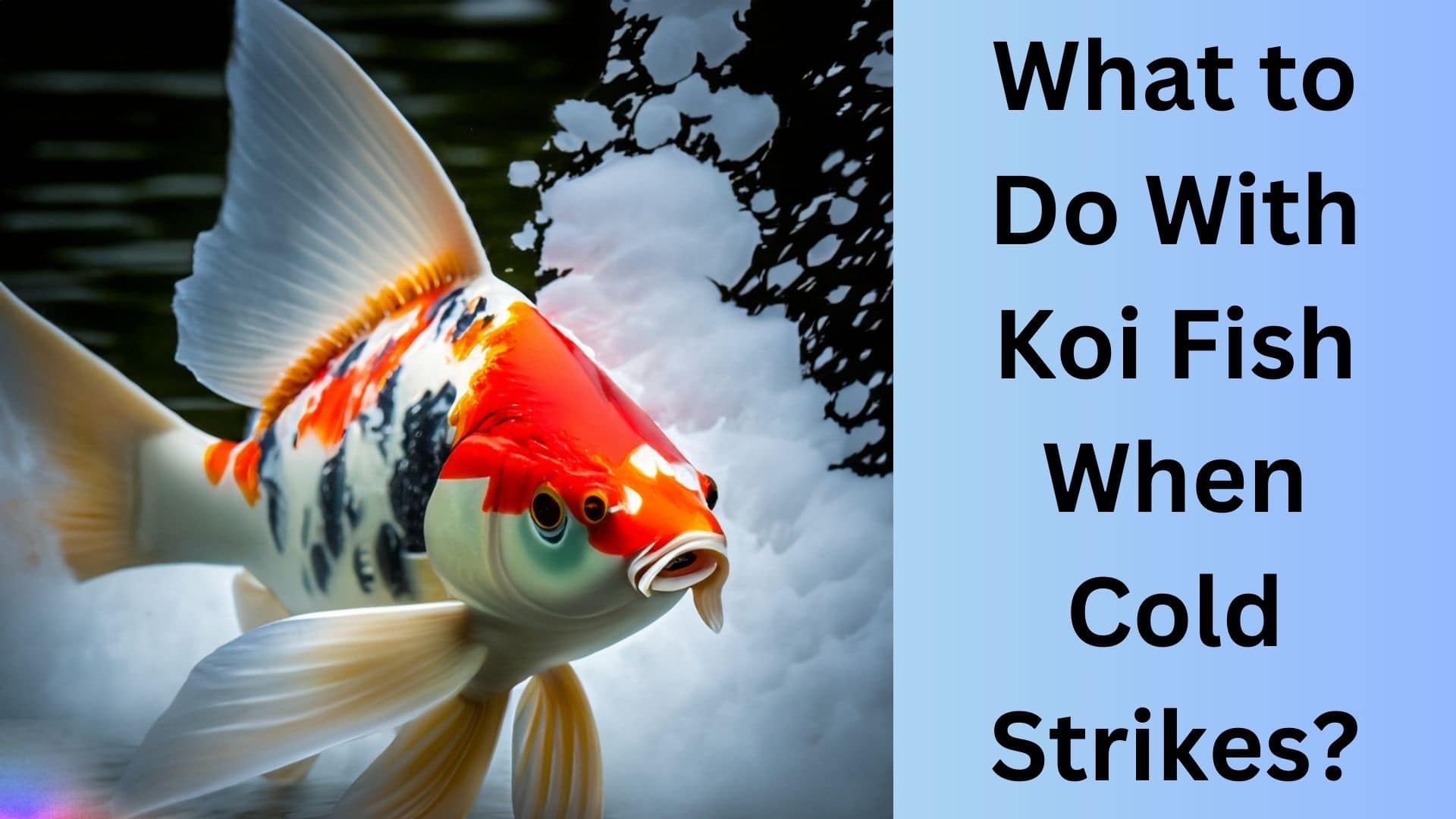 What to Do With Koi Fish When Cold Strikes? Koi Seller
