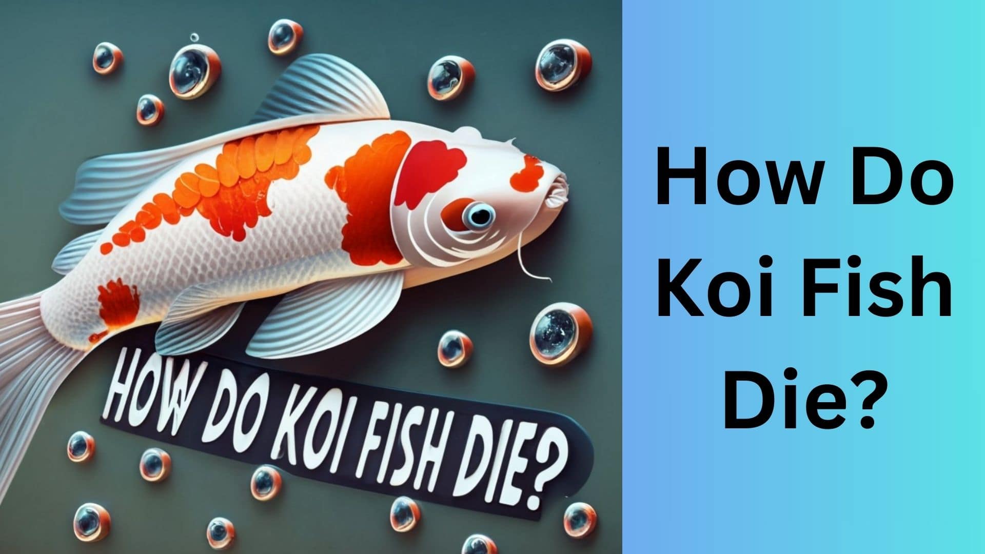 How Do Koi Fish Die? Koi Seller