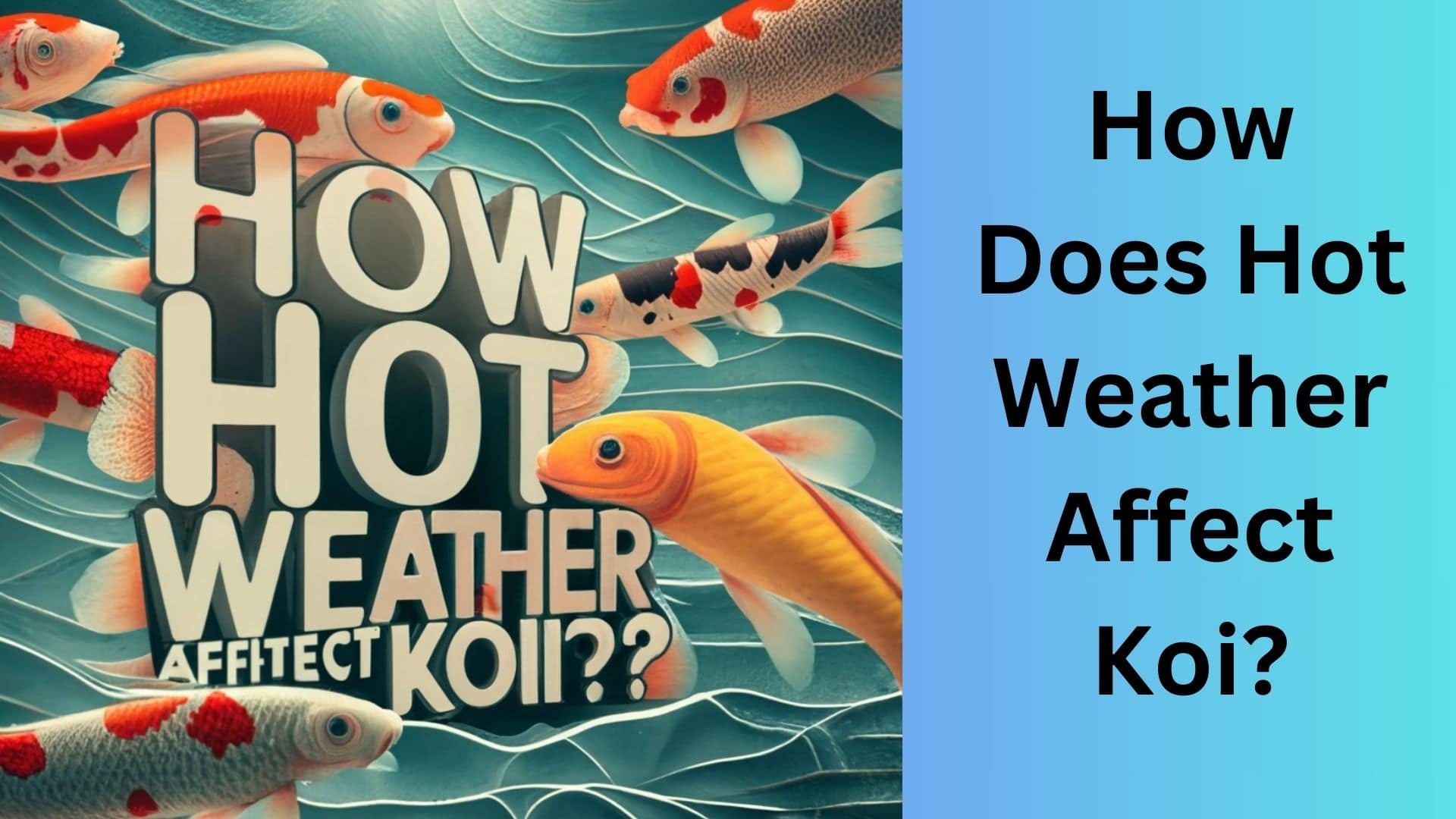 How Does Hot Weather Affect Koi? Koi Seller