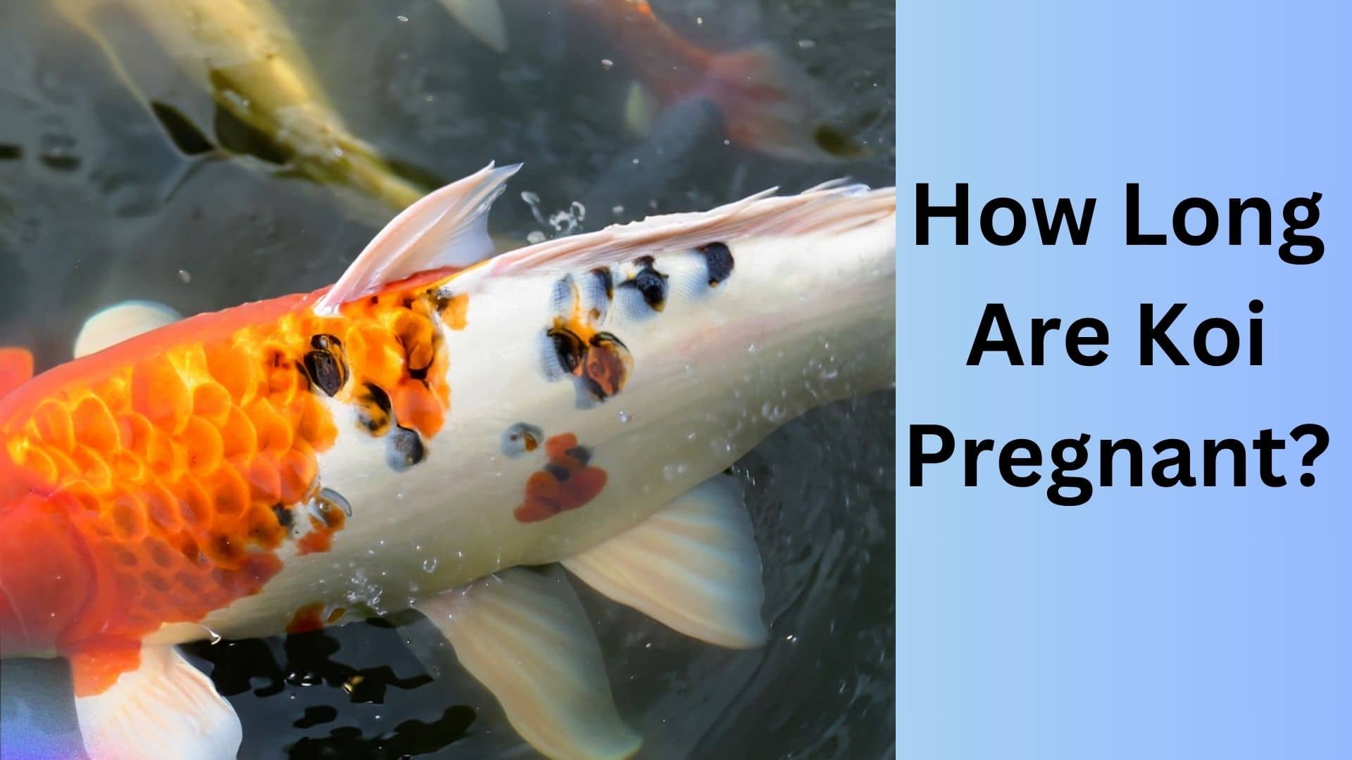 How Long Are Koi Pregnant? 