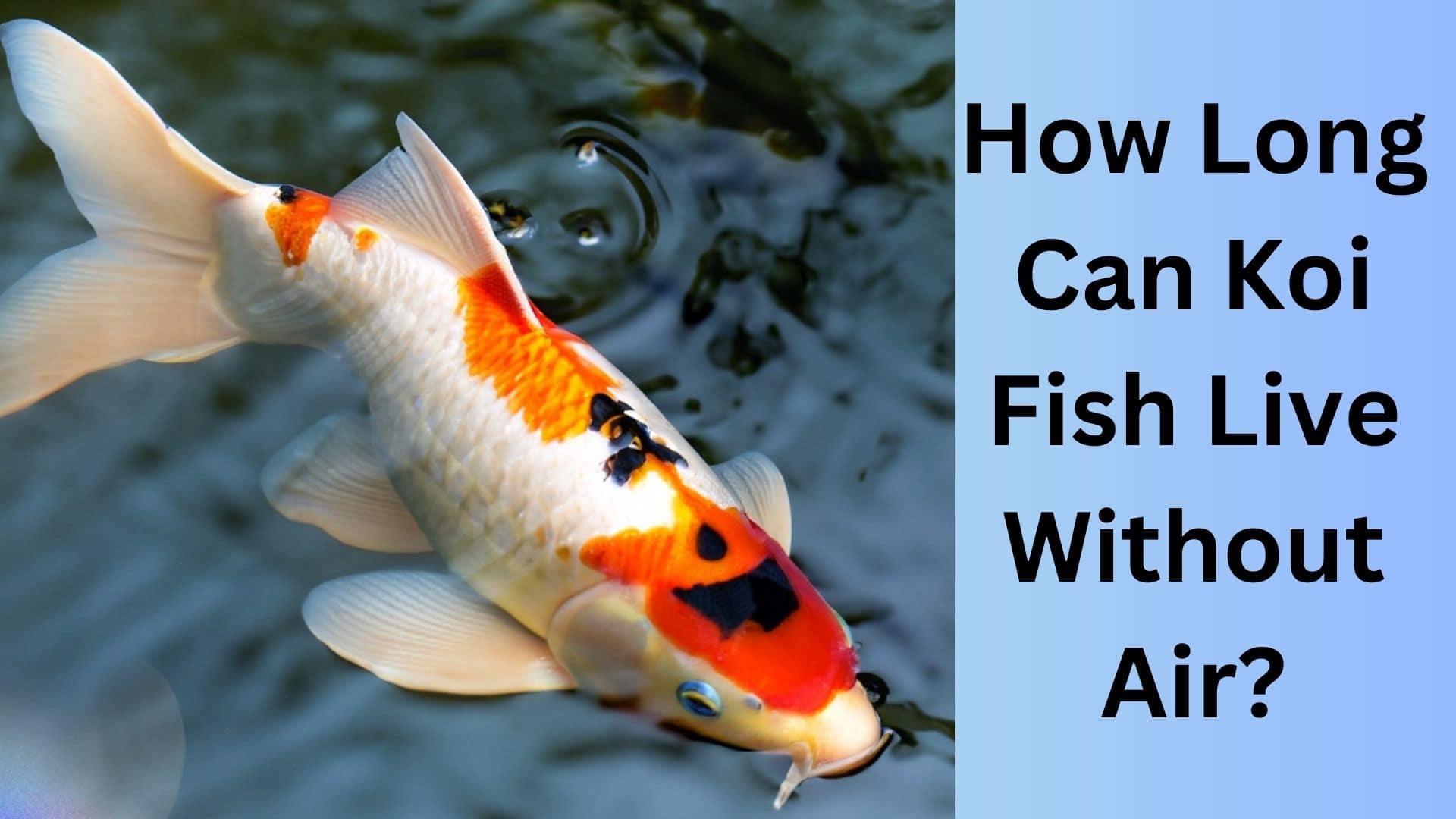 How Long Can Koi Fish Live Without Air? Koi Seller