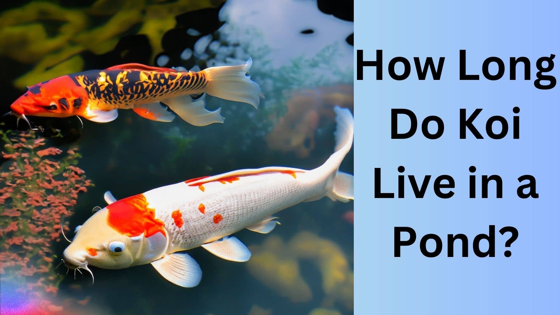 How Long Do Koi Live In A Pond