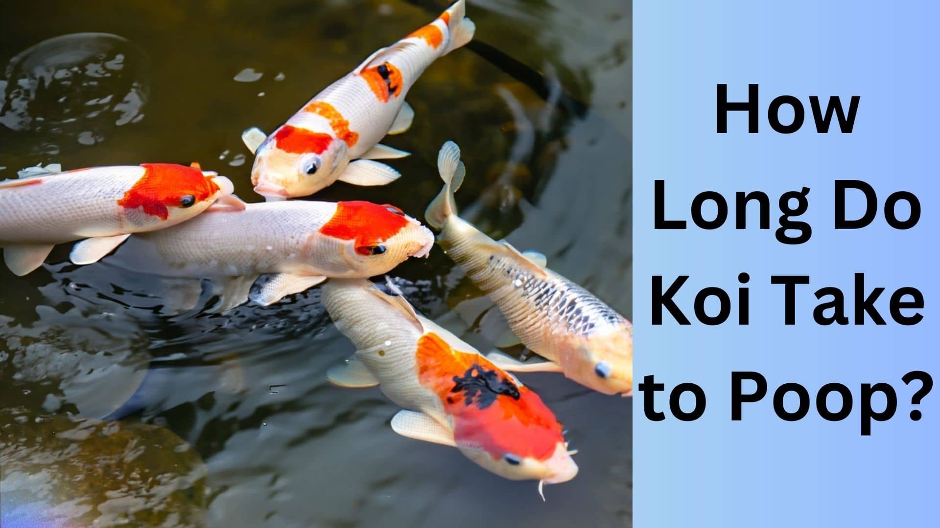 How Long Do Koi Take to Poop? | Koi Seller