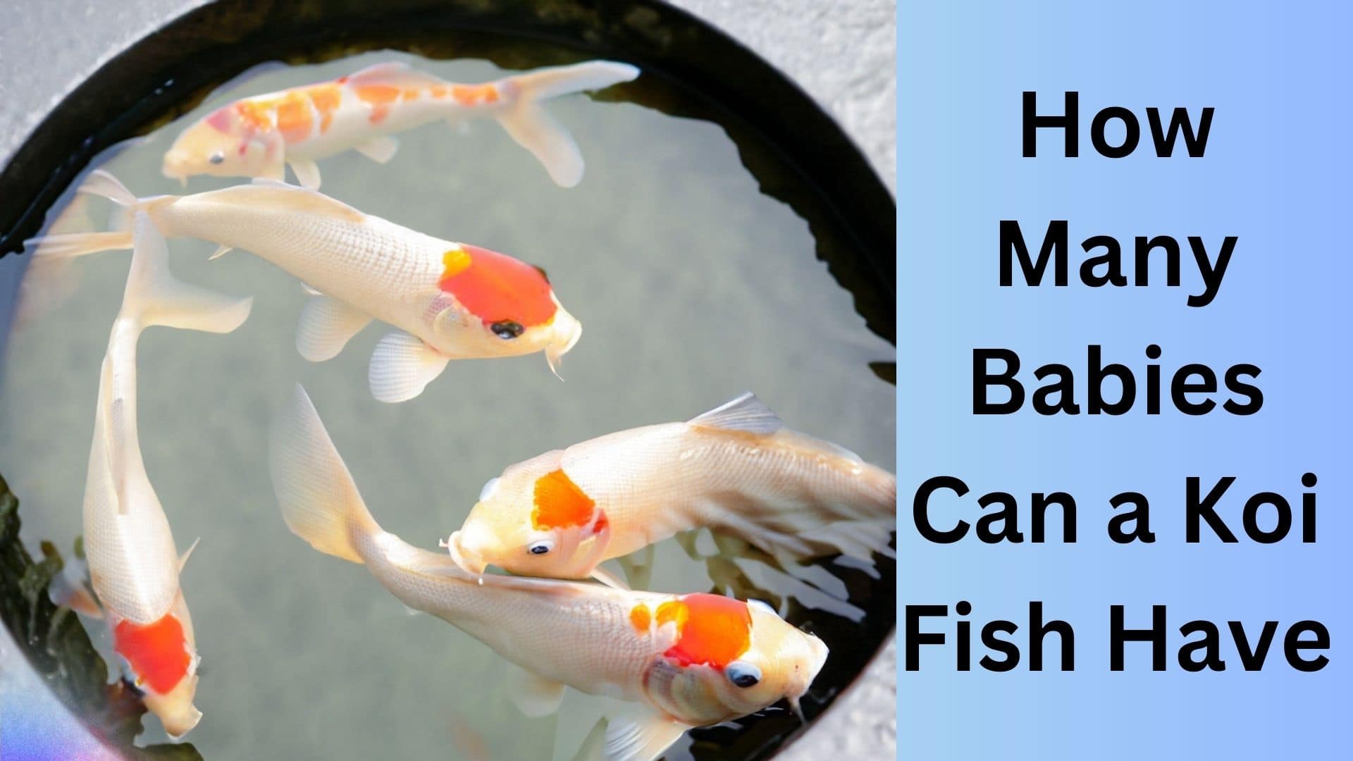 How Many Babies Can a Koi Fish Have? Koi Seller