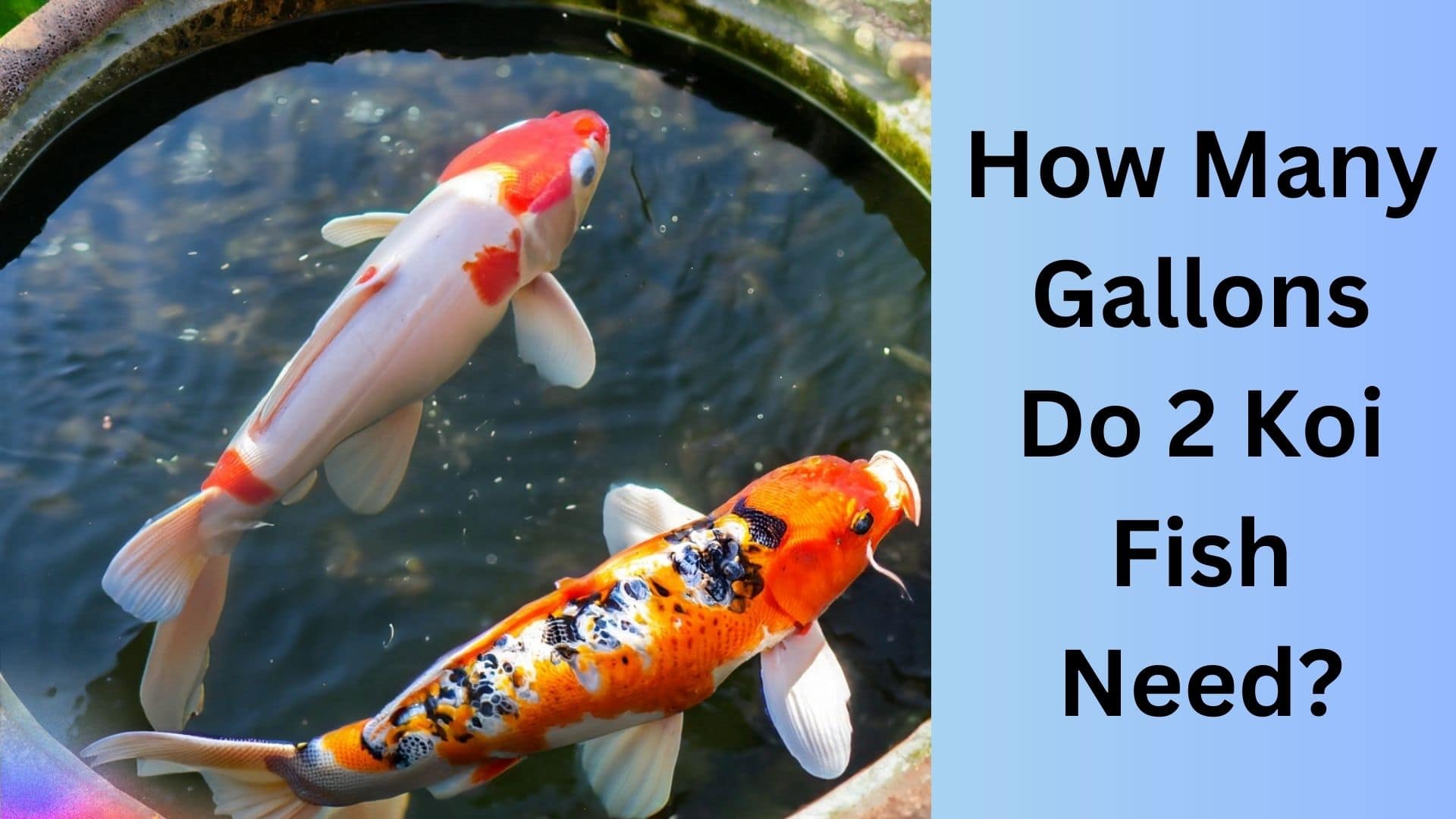 How Many Gallons Do 2 Koi Fish Need? Koi Seller