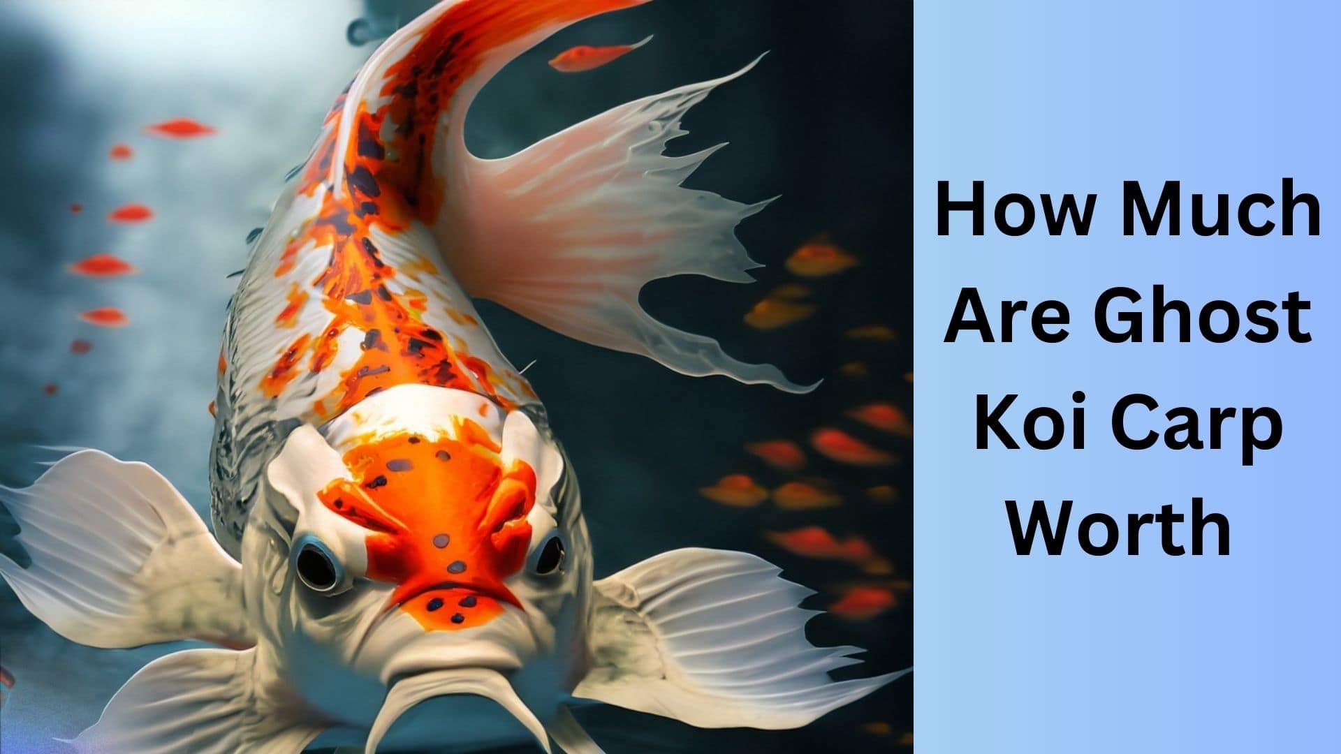 How Much Are Ghost Koi Carp Worth? Koi Seller