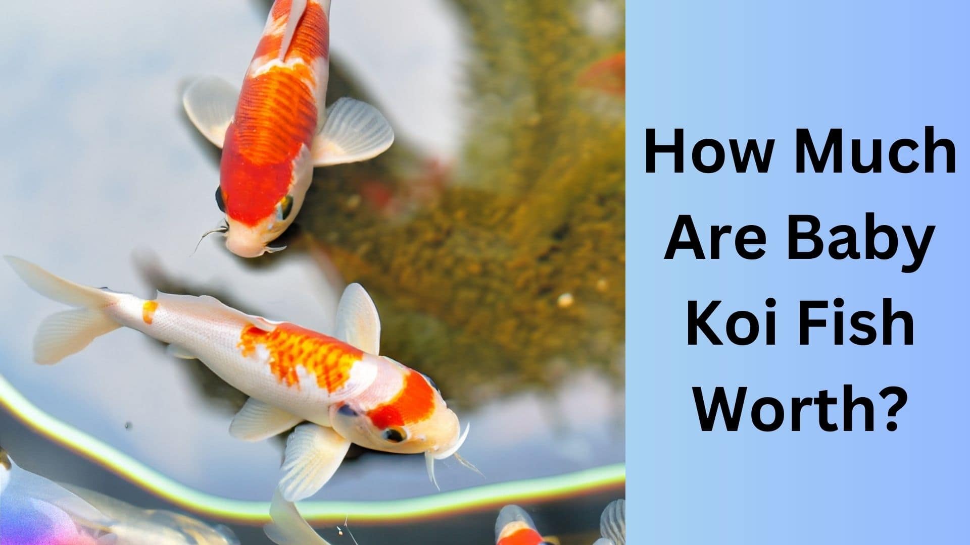 How Much Are Baby Koi Fish Worth? Koi Seller