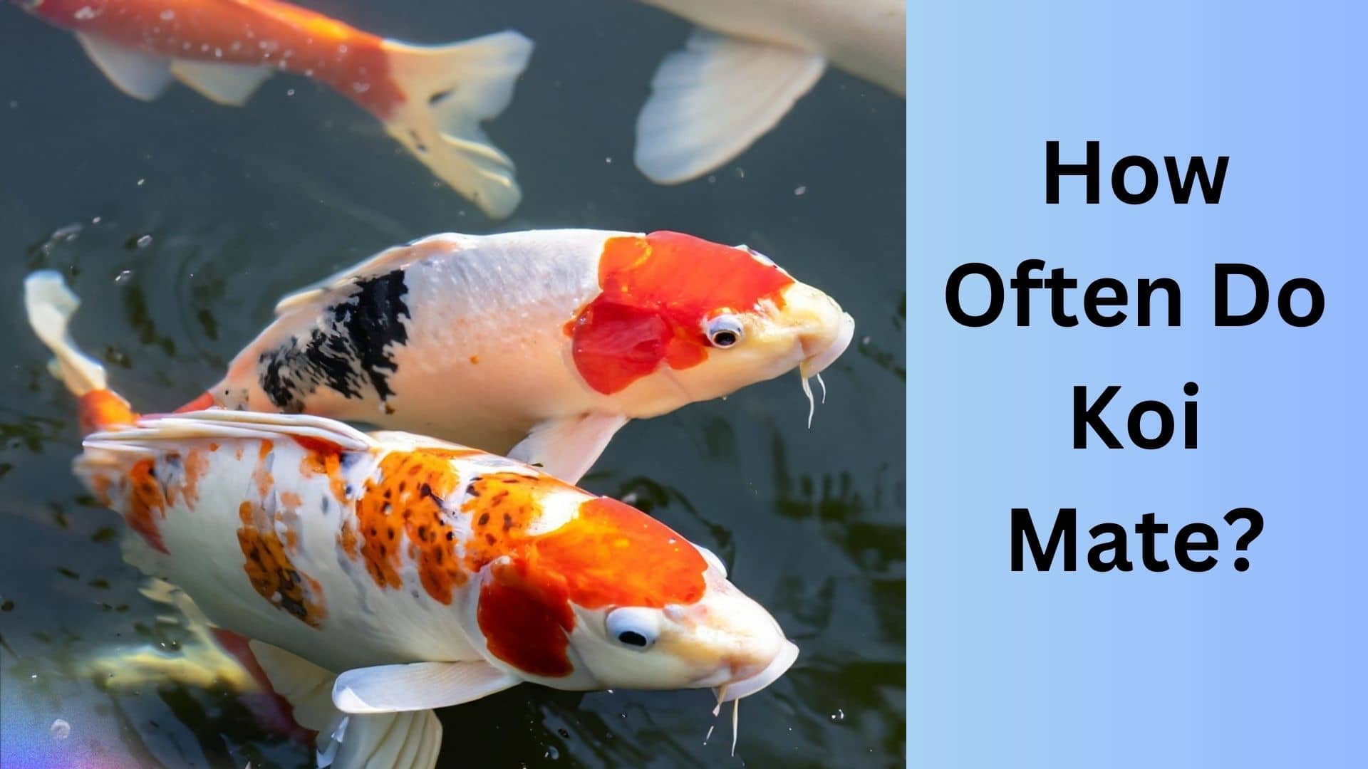 How Often Do Koi Mate? | Koi Seller