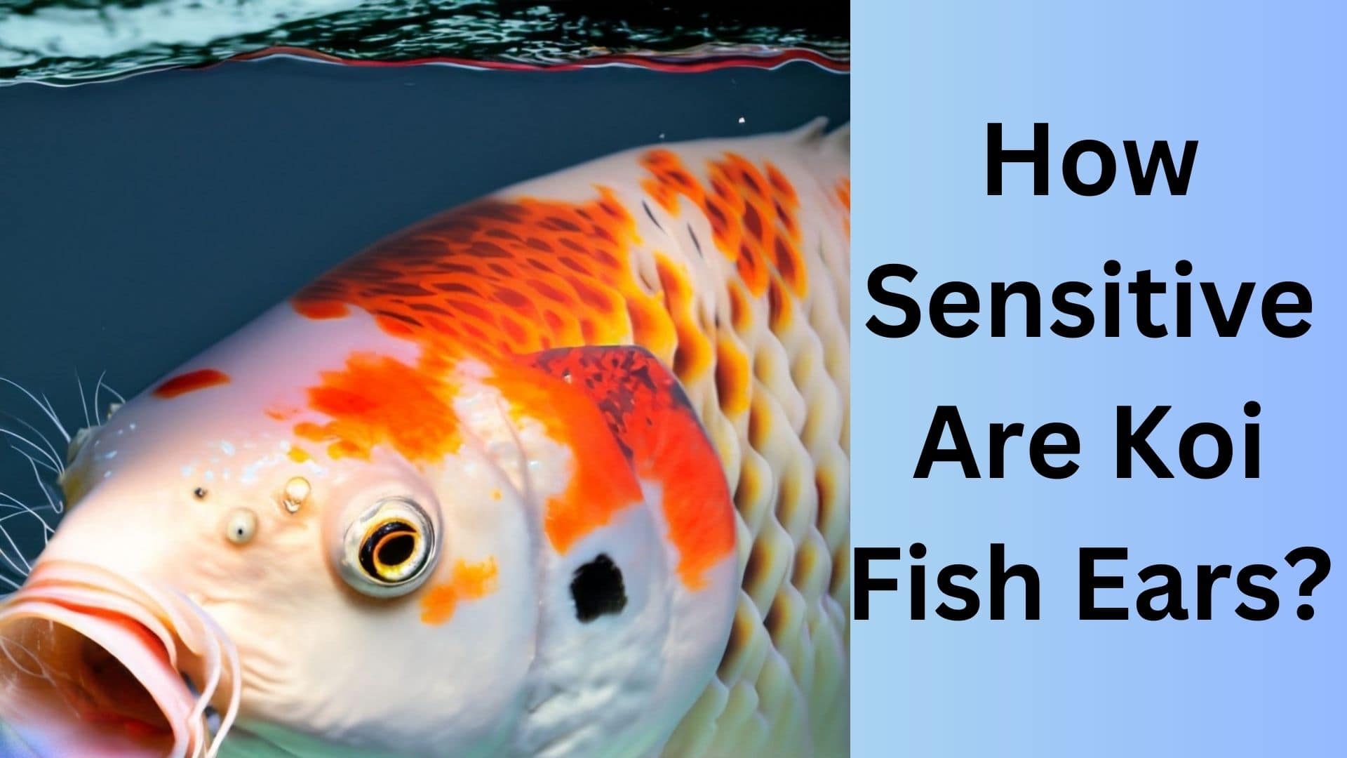 How Sensitive Are Koi Fish Ears? Koi Seller