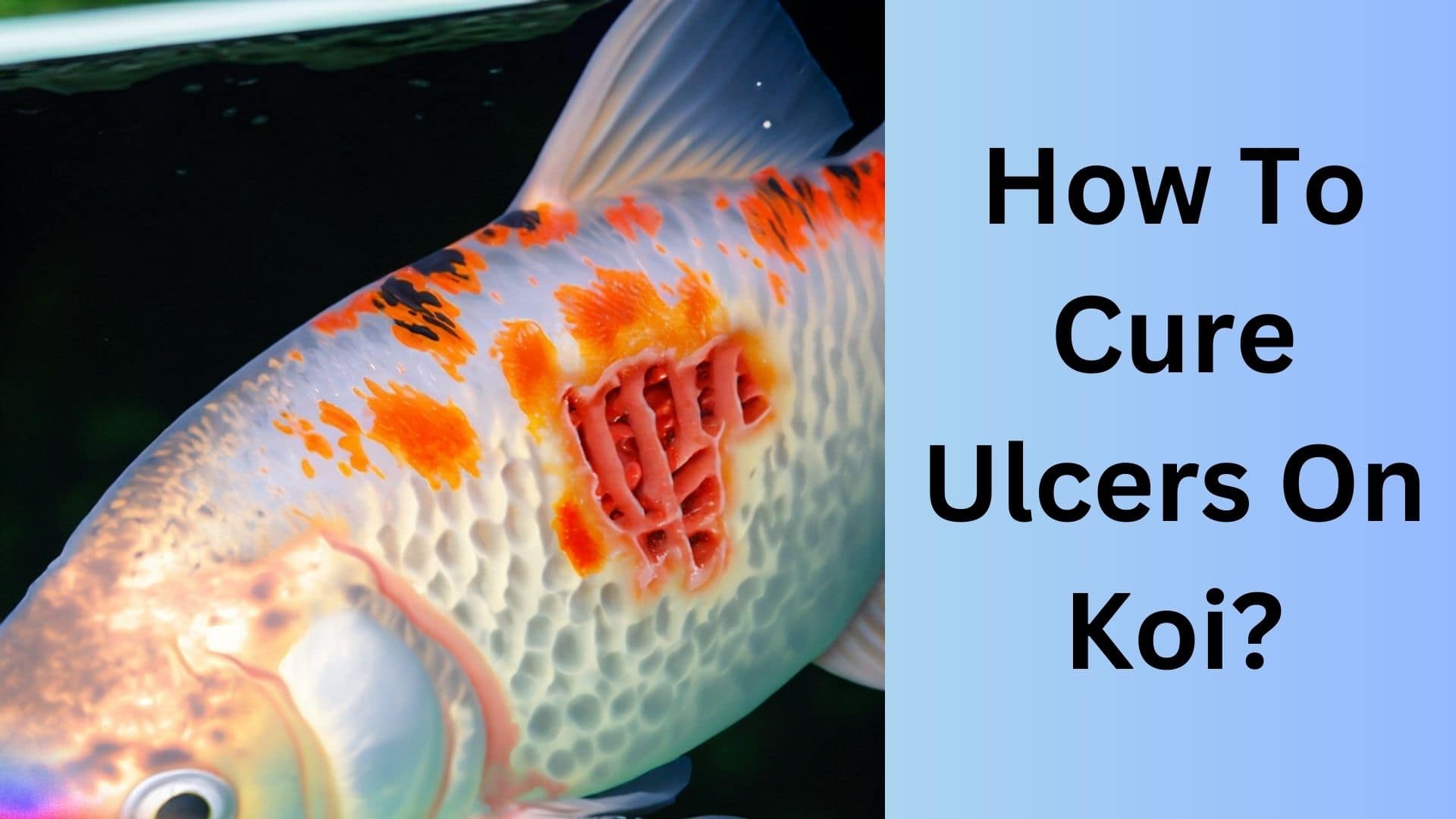How To Cure Ulcers On Koi? Koi Seller