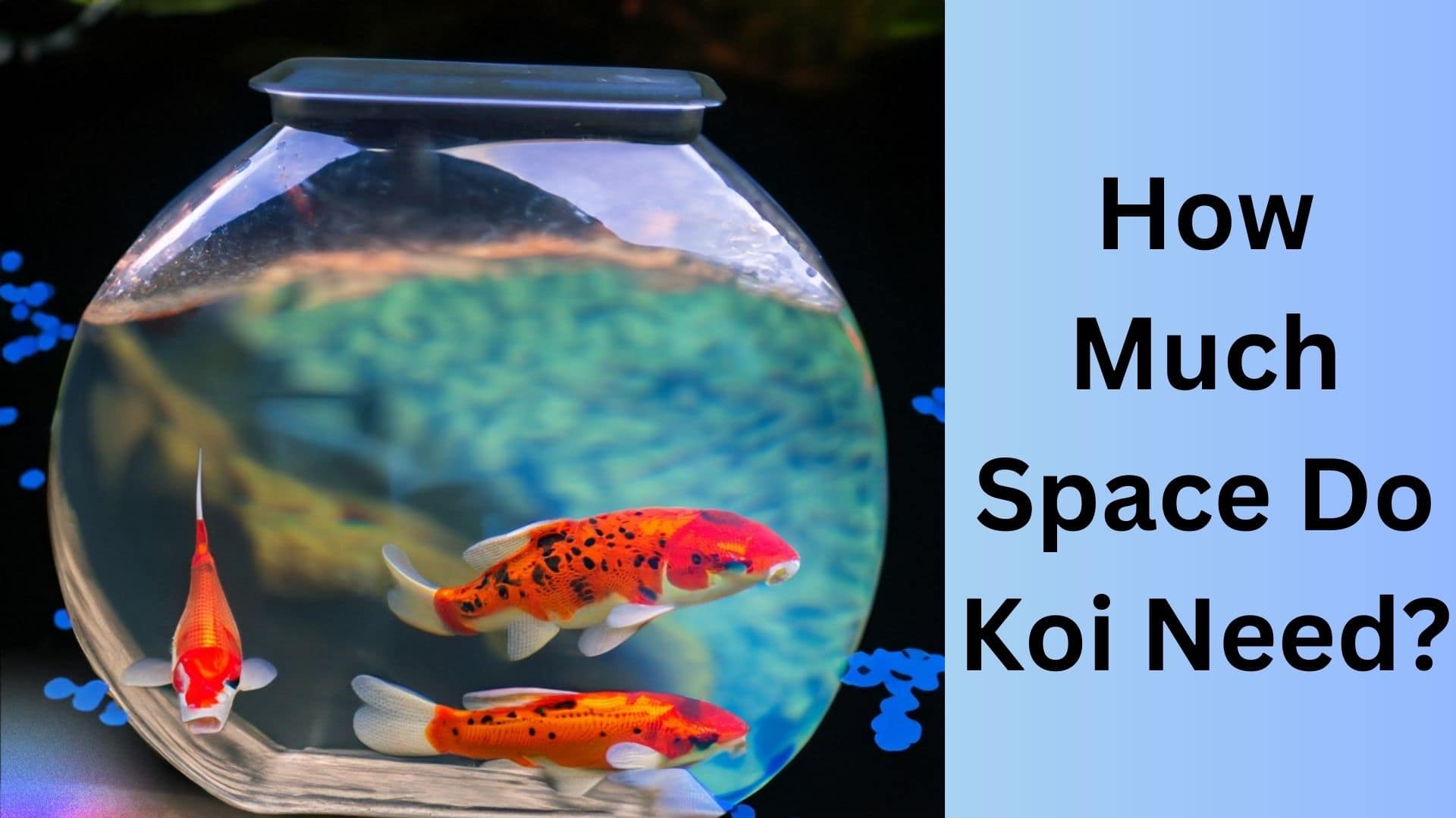 How Much Space Do Koi Need? Koi Seller