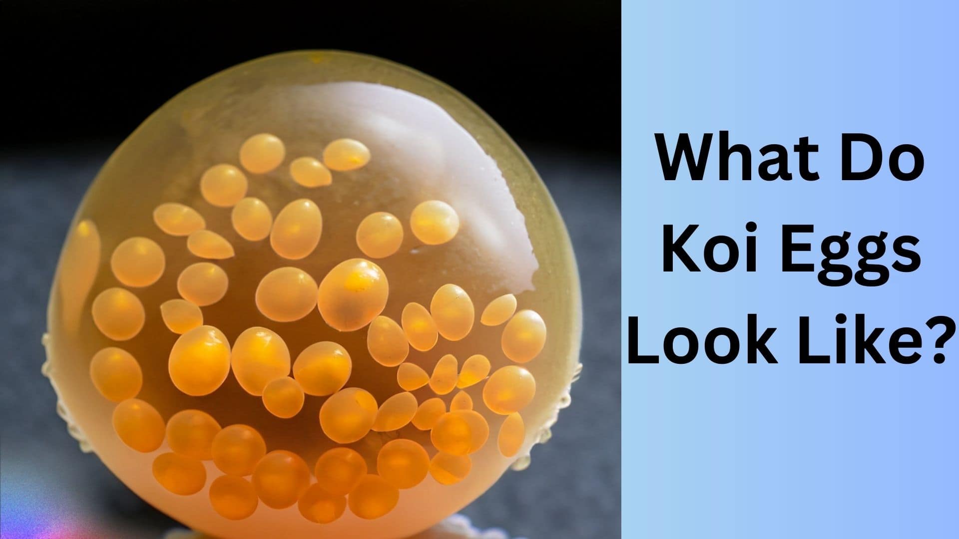 What Do Koi Eggs Look Like? Koi Seller