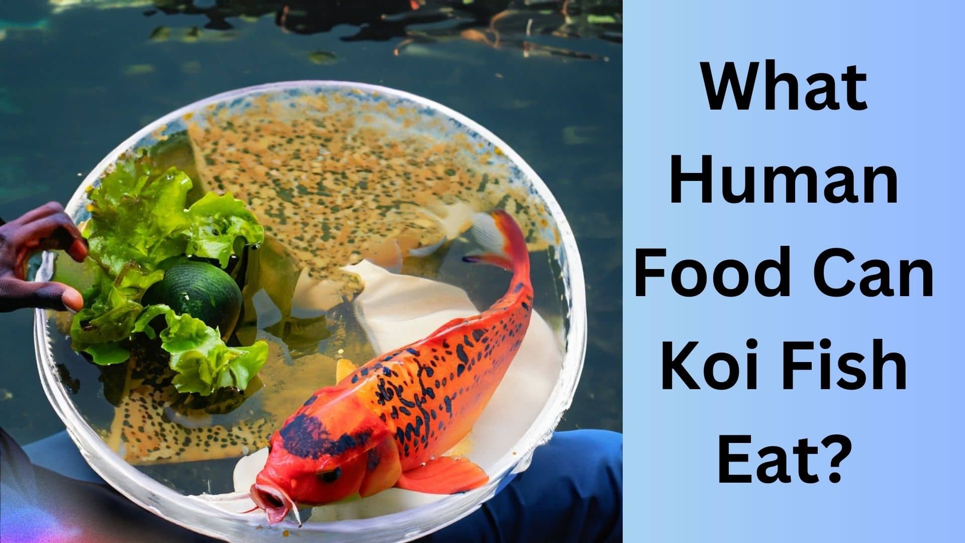 What Human Food Can Koi Fish Eat Koi Seller What Human Food Can Koi Fish Eat Koi Seller