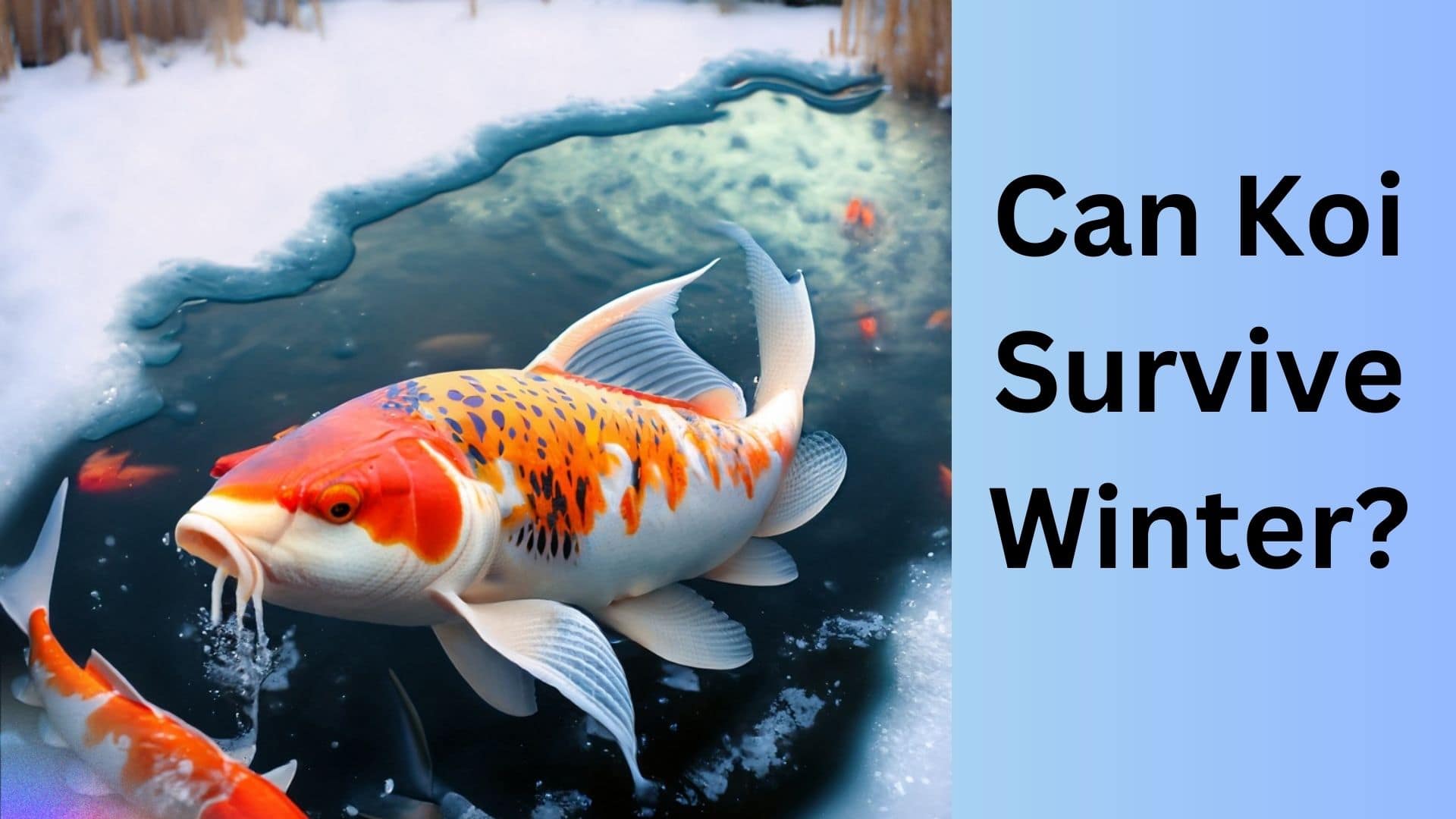 Can Koi Survive Winter? Koi Seller