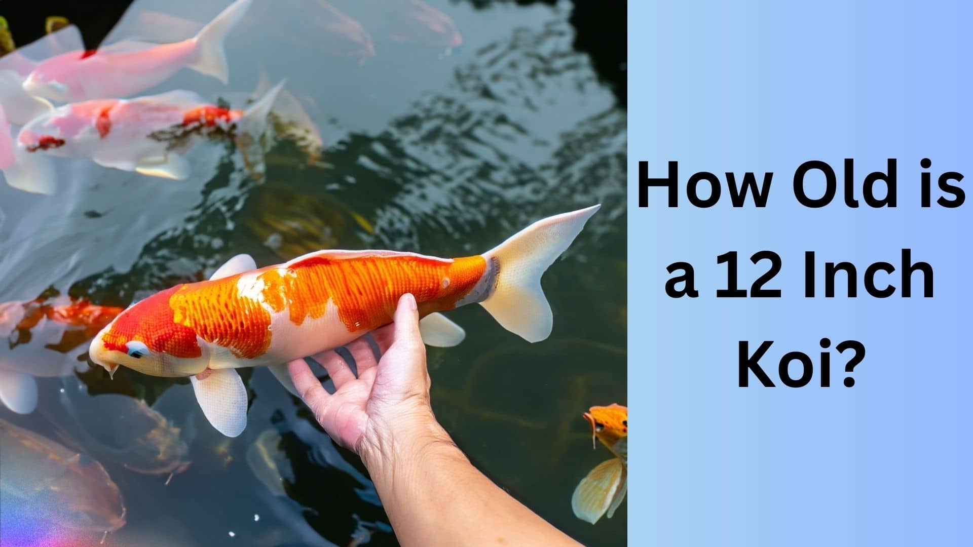 How Old is a 12 Inch Koi? | Koi Seller