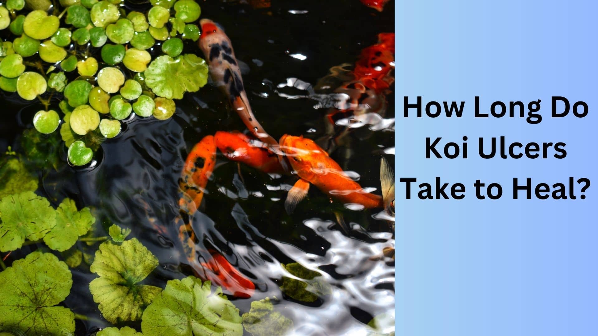 How Long Do Koi Ulcers Take To Heal Koi Seller