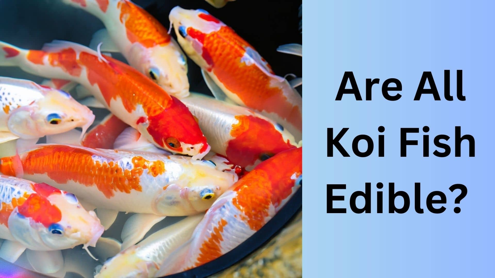 Are All Koi Fish Edible  