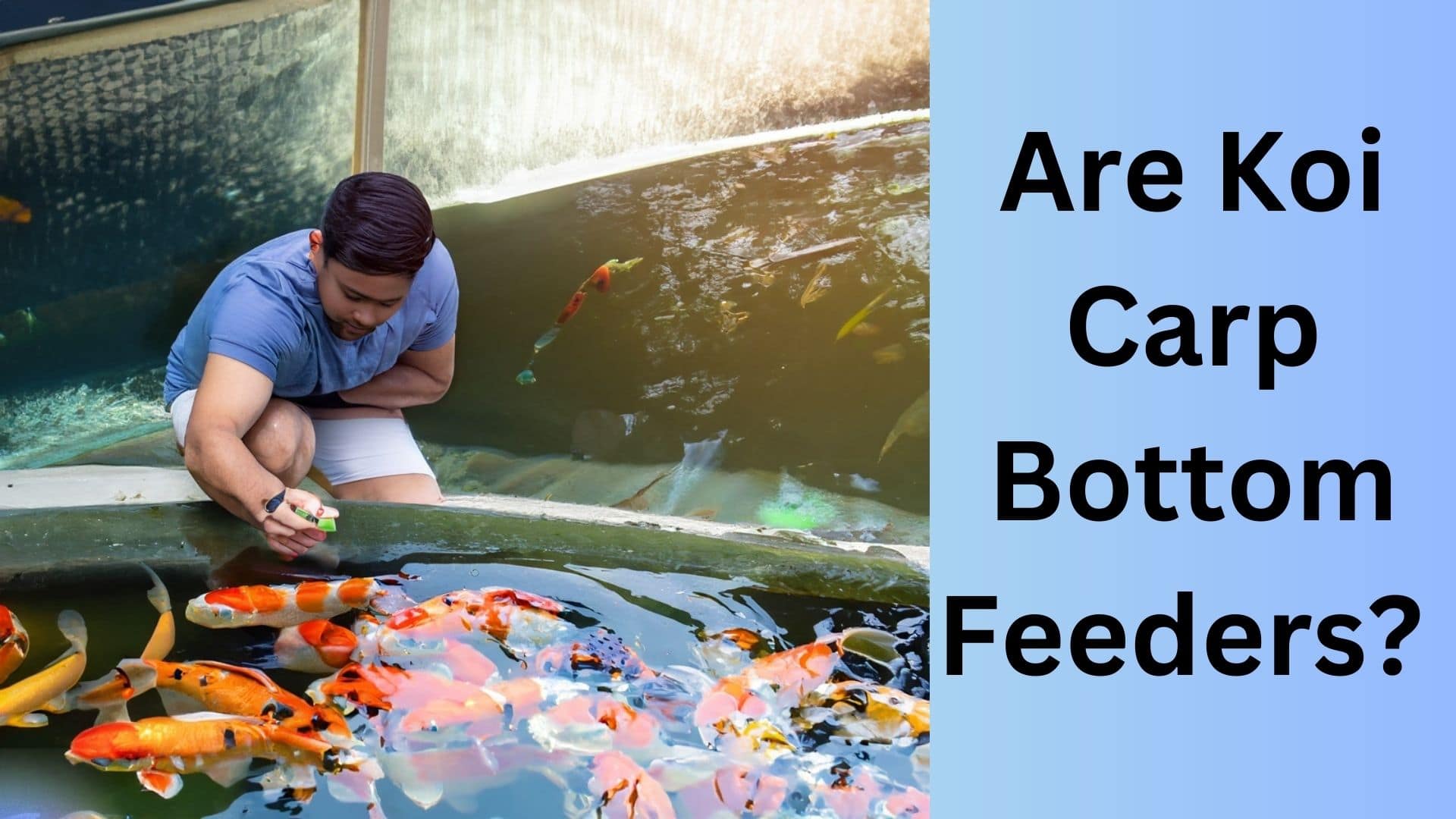Are Koi Carp Bottom Feeders? Revealing the Surprising Truth. Koi Seller