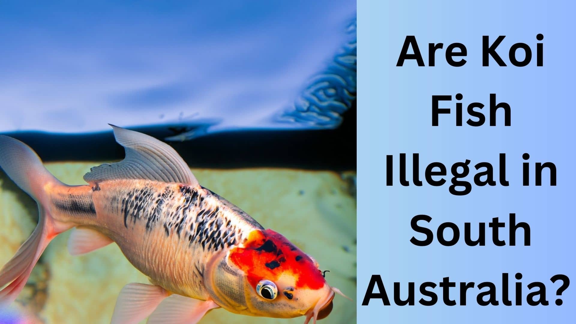 Are Koi Fish Illegal In Victoria