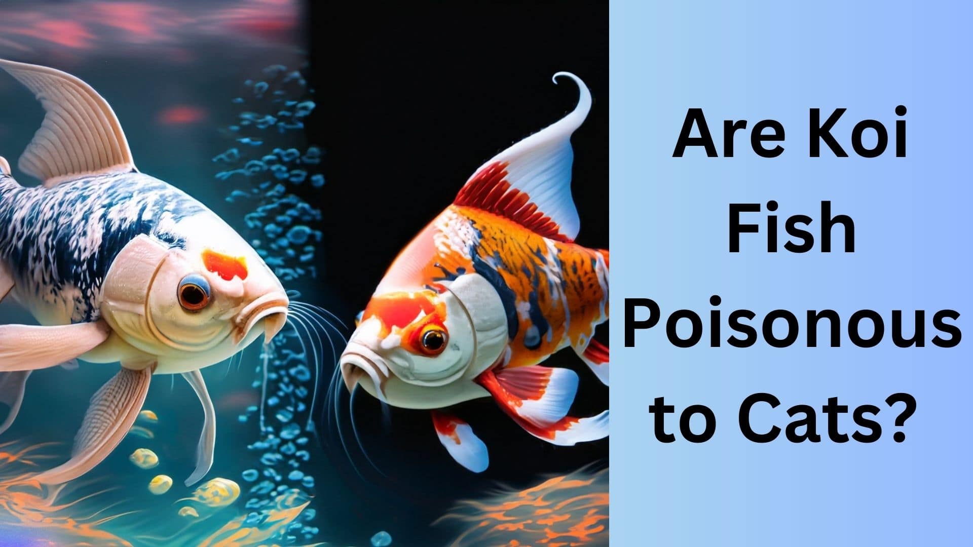 Are Koi Fish Poisonous to Cats? Discover the Truth. Koi Seller