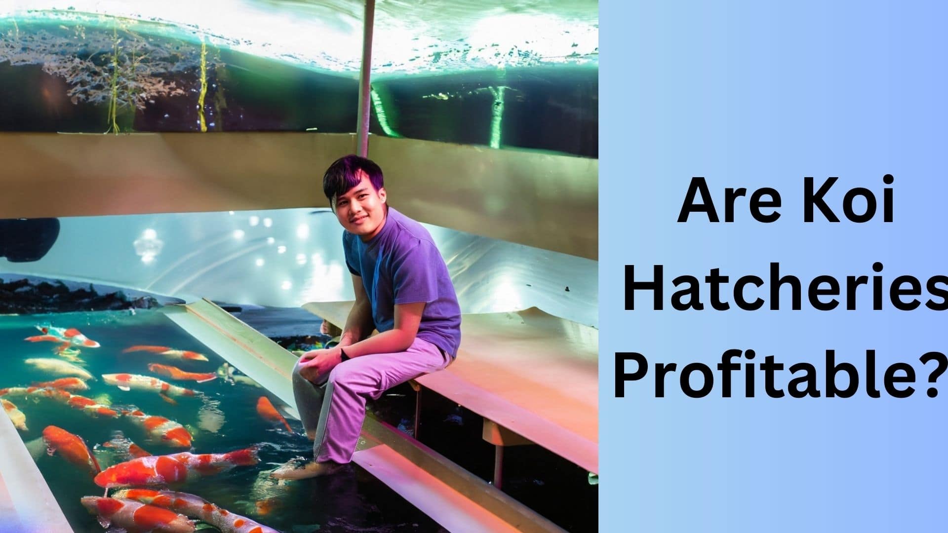 Are Koi Hatcheries Worth the Investment? Koi Seller