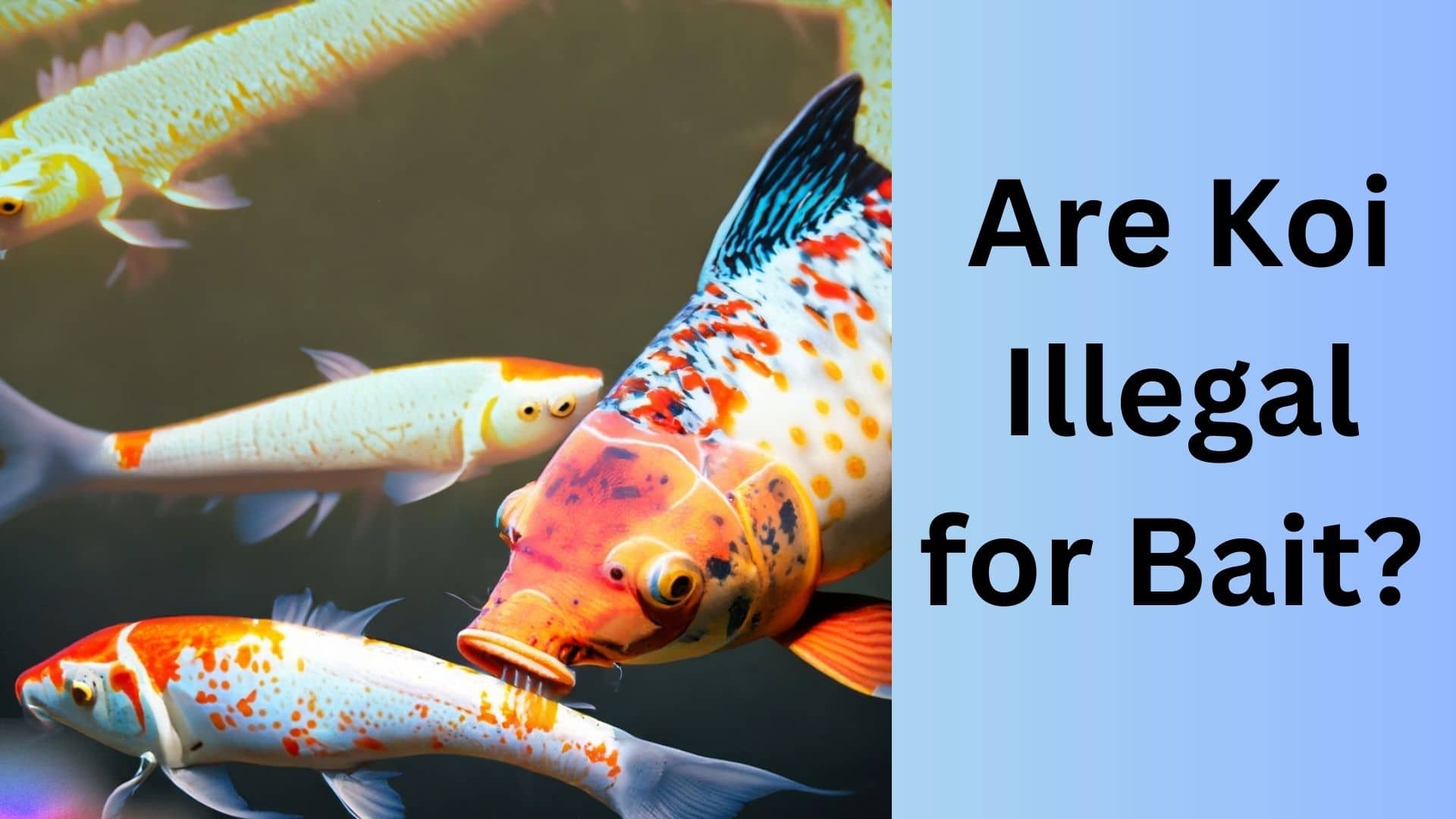 are-koi-illegal-for-bait-shocking-truth-revealed-koi-seller