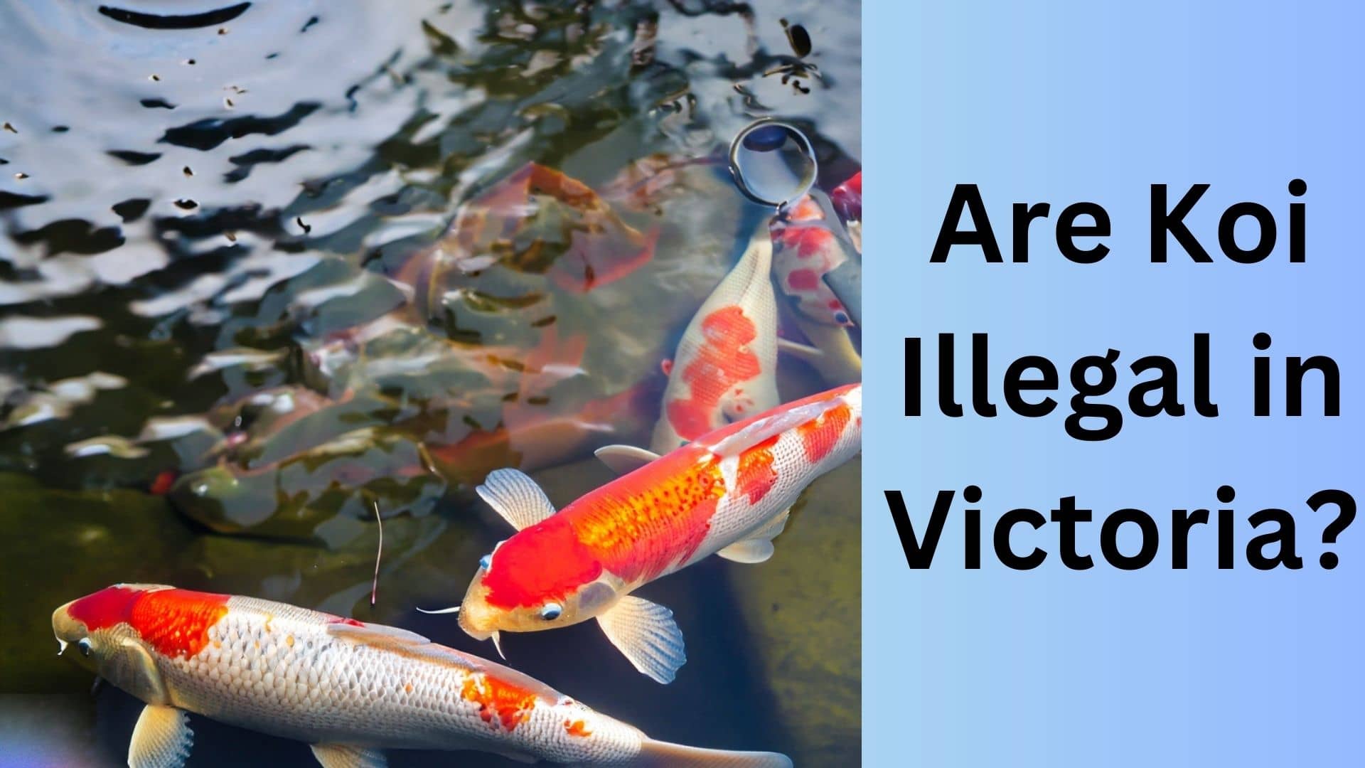 are-koi-illegal-in-victoria-know-the-truth-now-koi-seller