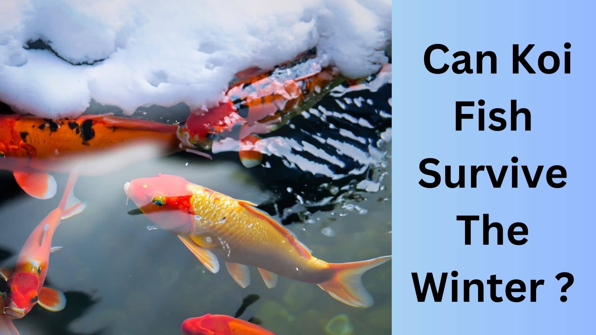 can-koi-fish-survive-the-winter-expert-tips-for-winterizing-your-pond