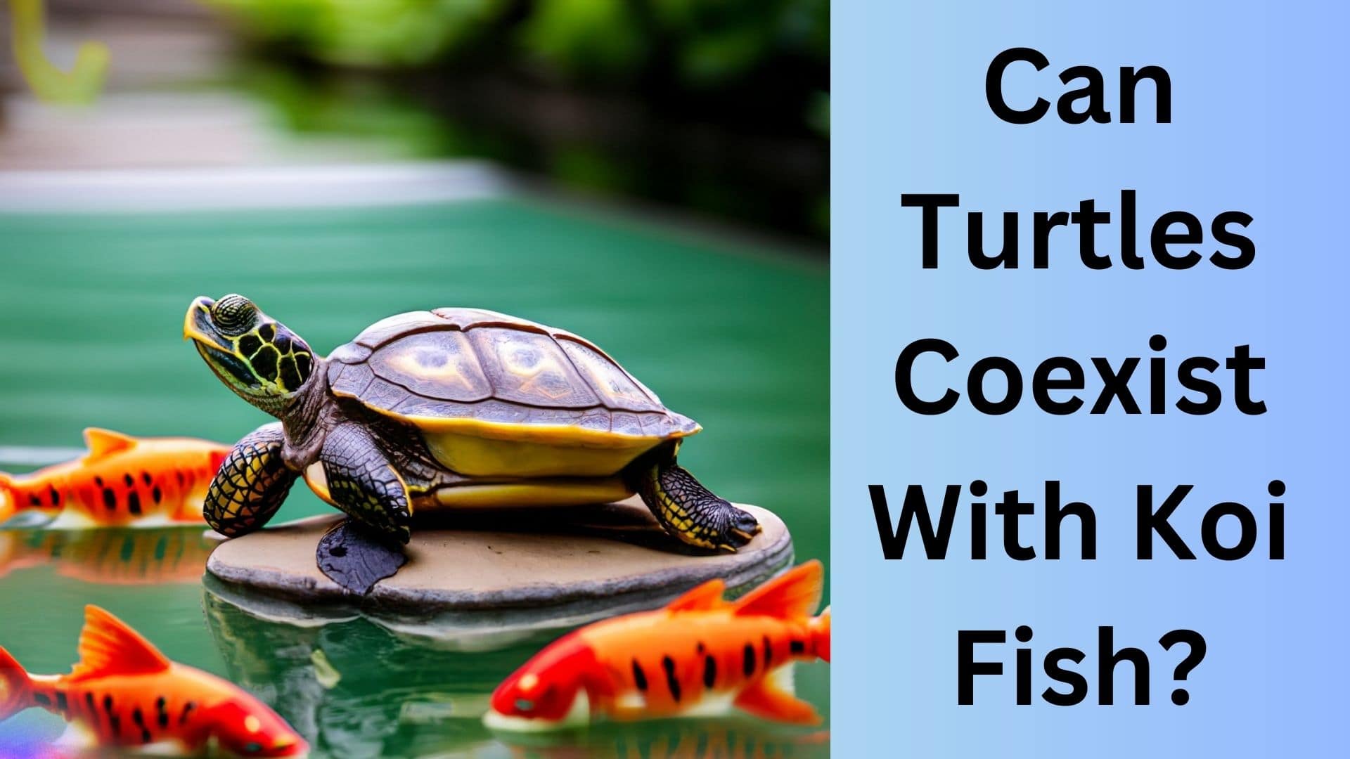 Can Turtles Coexist With Koi Fish? Koi Seller