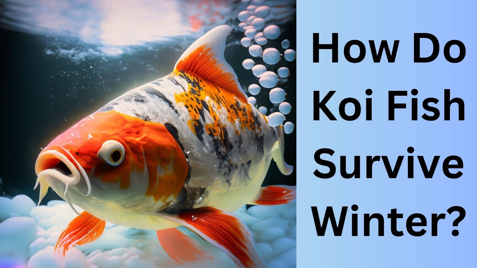 How Do Koi Fish Survive Winter Expert Tips Revealed Koi Seller