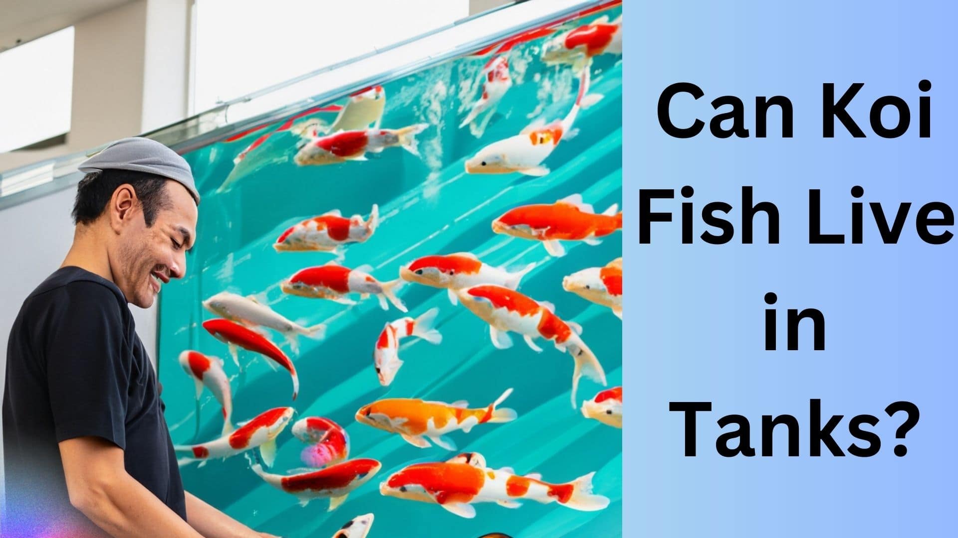 Can Koi Fish Live in Tanks? Koi Seller