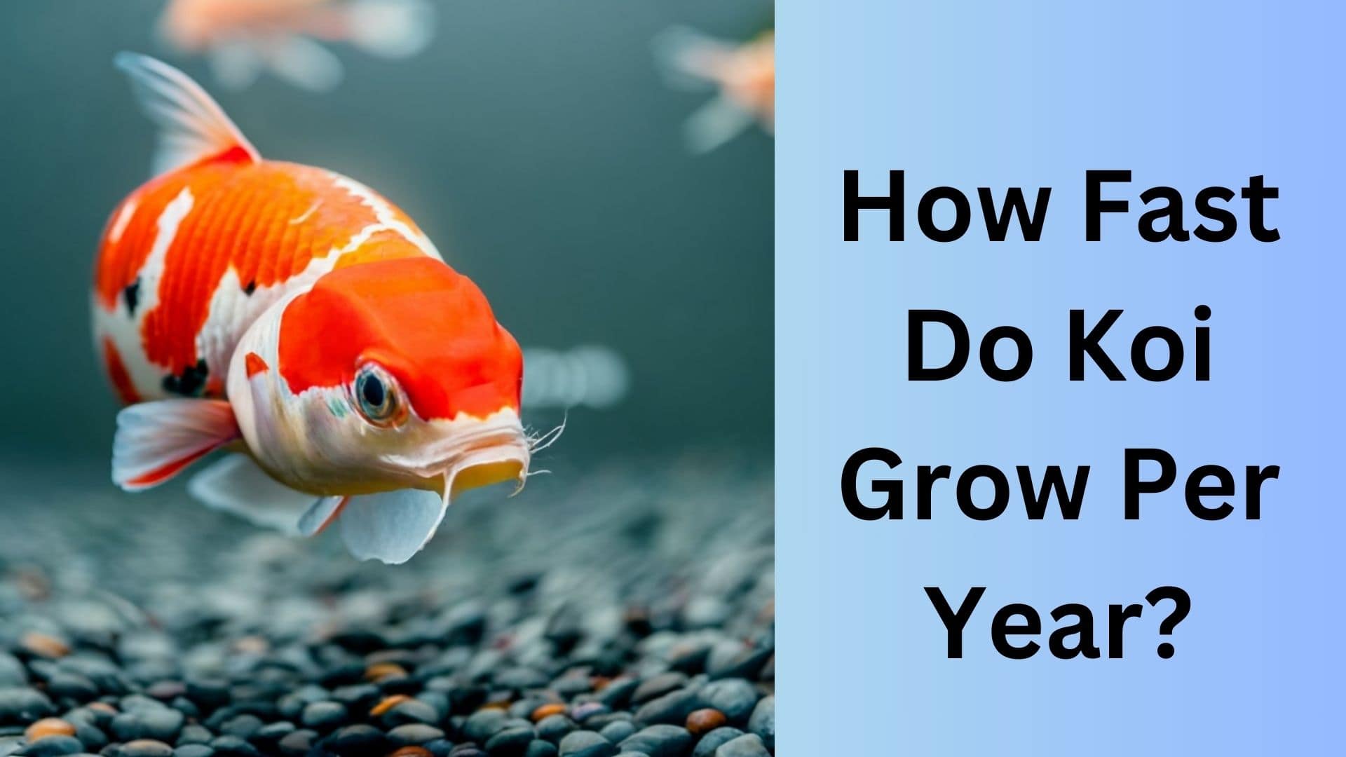 How Fast Do Koi Grow Per Year? Koi Seller