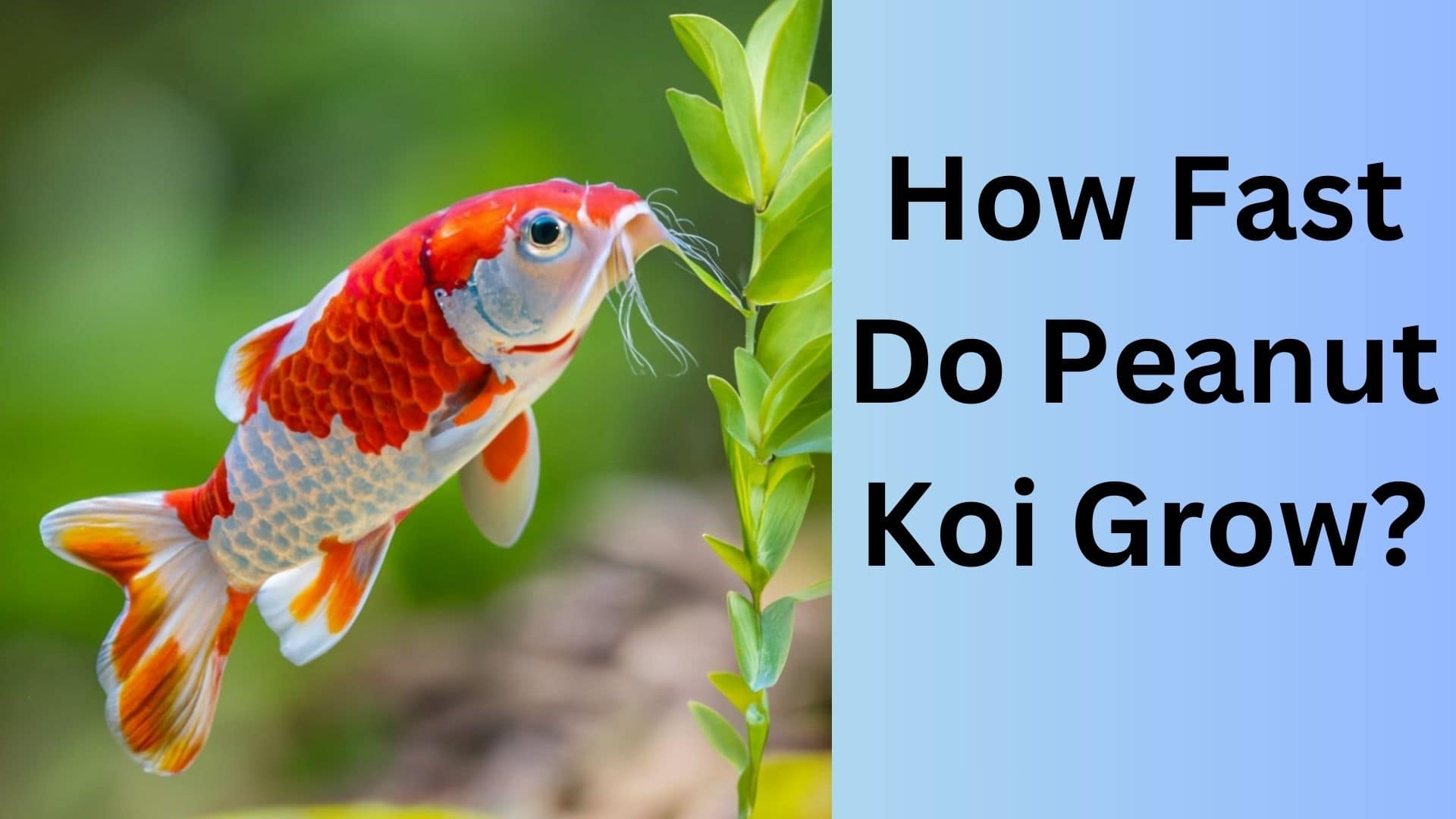 How Fast Do Peanut Koi Grow? Koi Seller