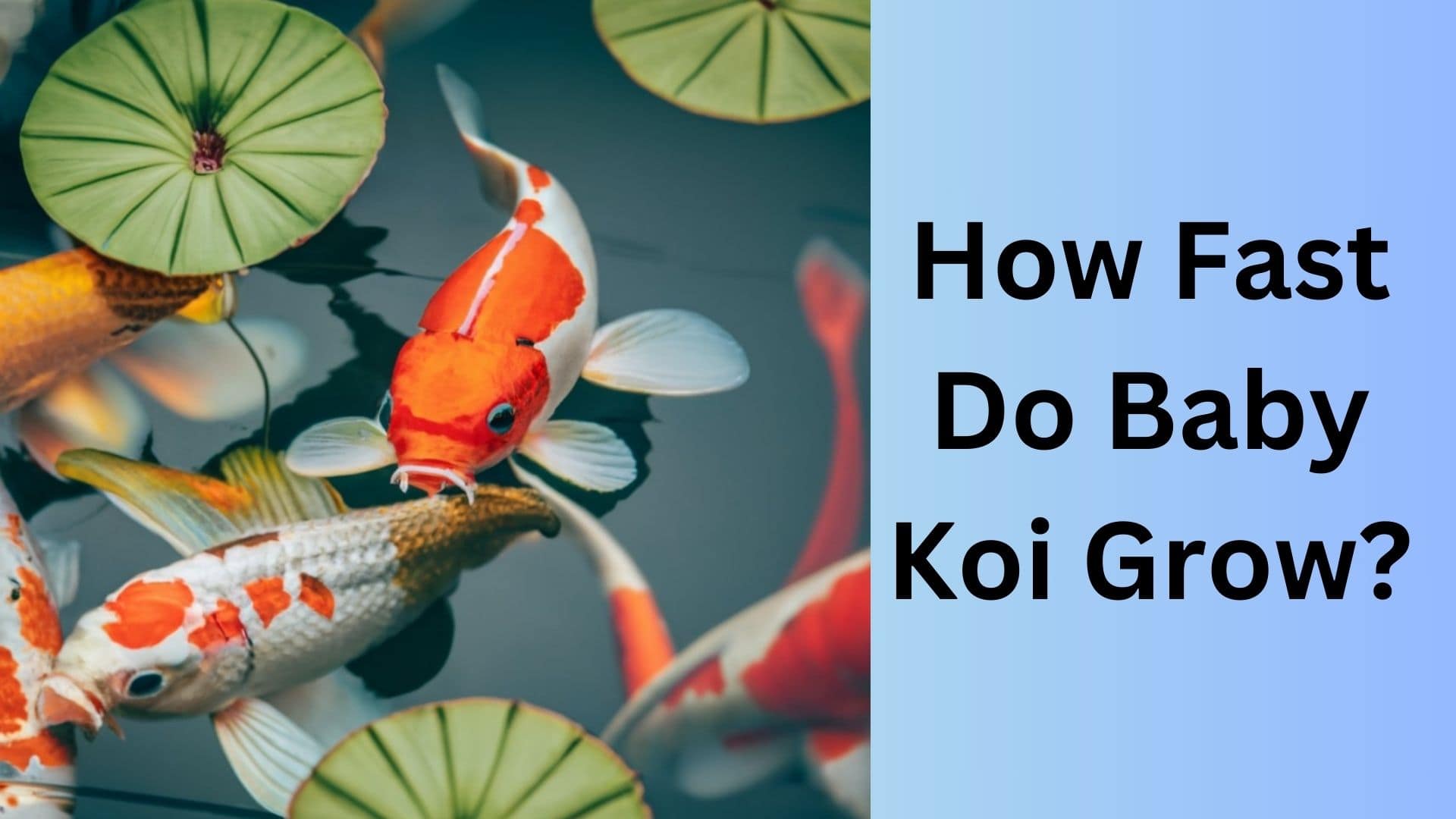How Fast Do Baby Koi Grow? Koi Seller