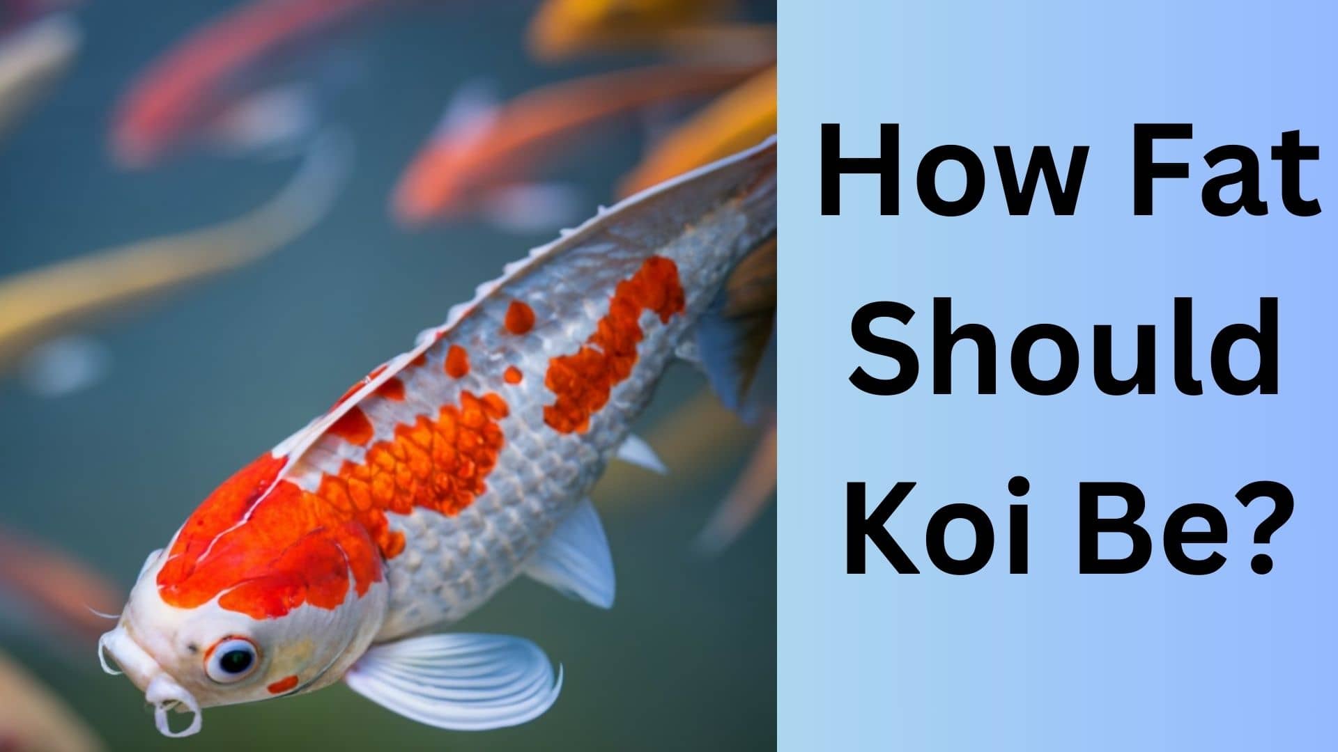 How Fat Should Koi Be? | Koi Seller