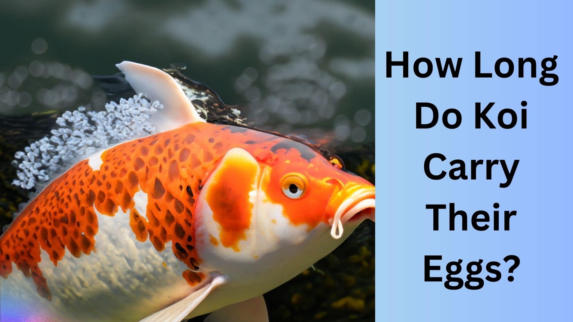 How Long Do Koi Carry Their Eggs? Koi Seller