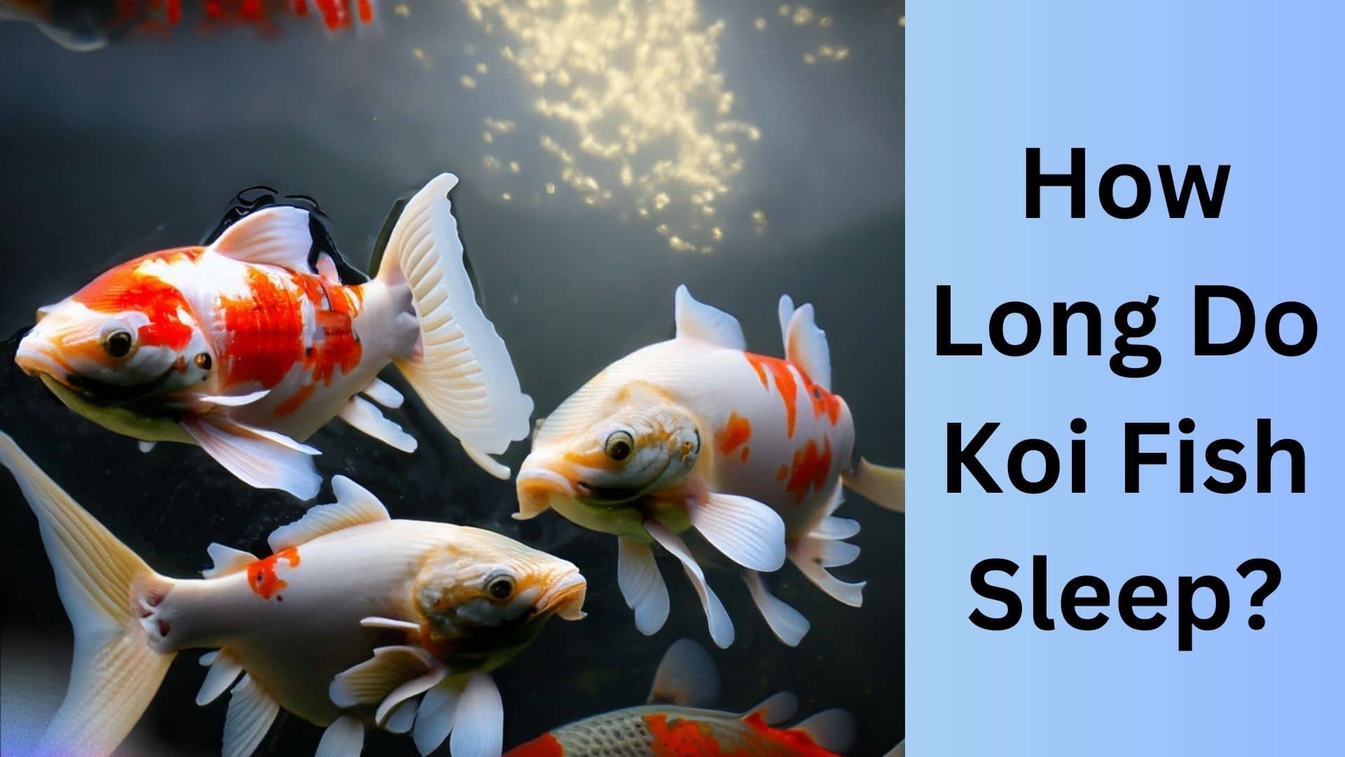 How Long Do Koi Fish Sleep Koi Seller