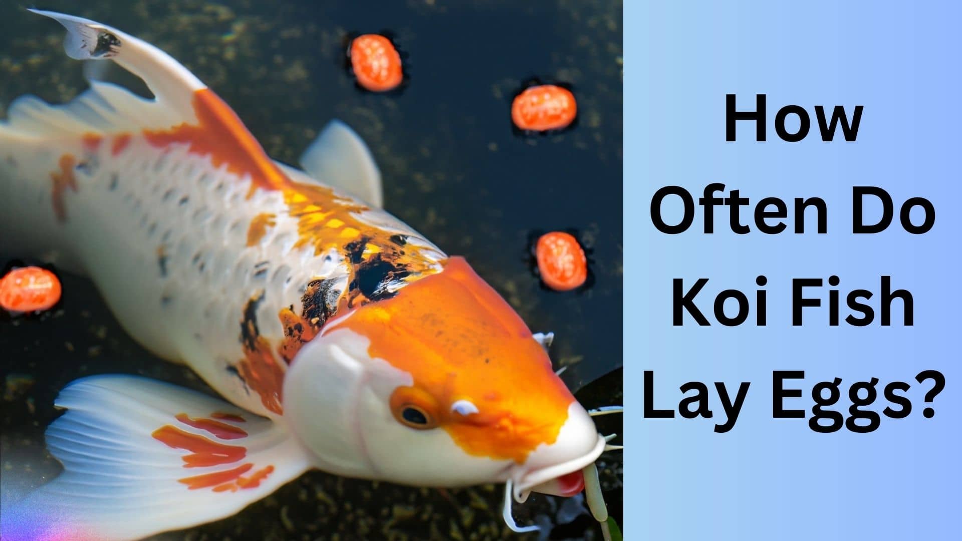 how-often-do-koi-fish-lay-eggs-koi-seller